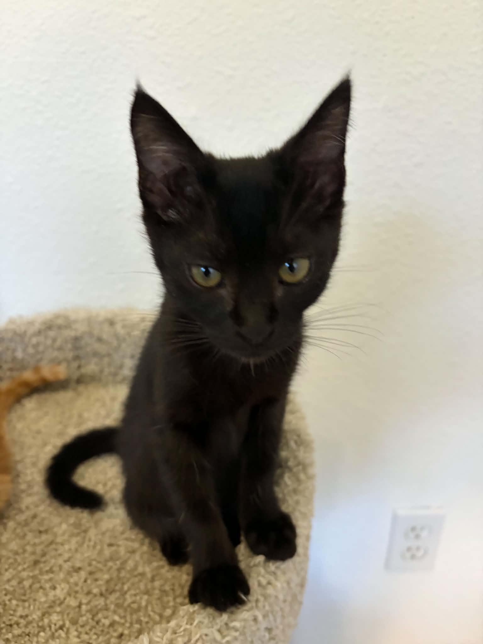 Victoria, ADOPTABLE, Kitten Female American Shorthair.