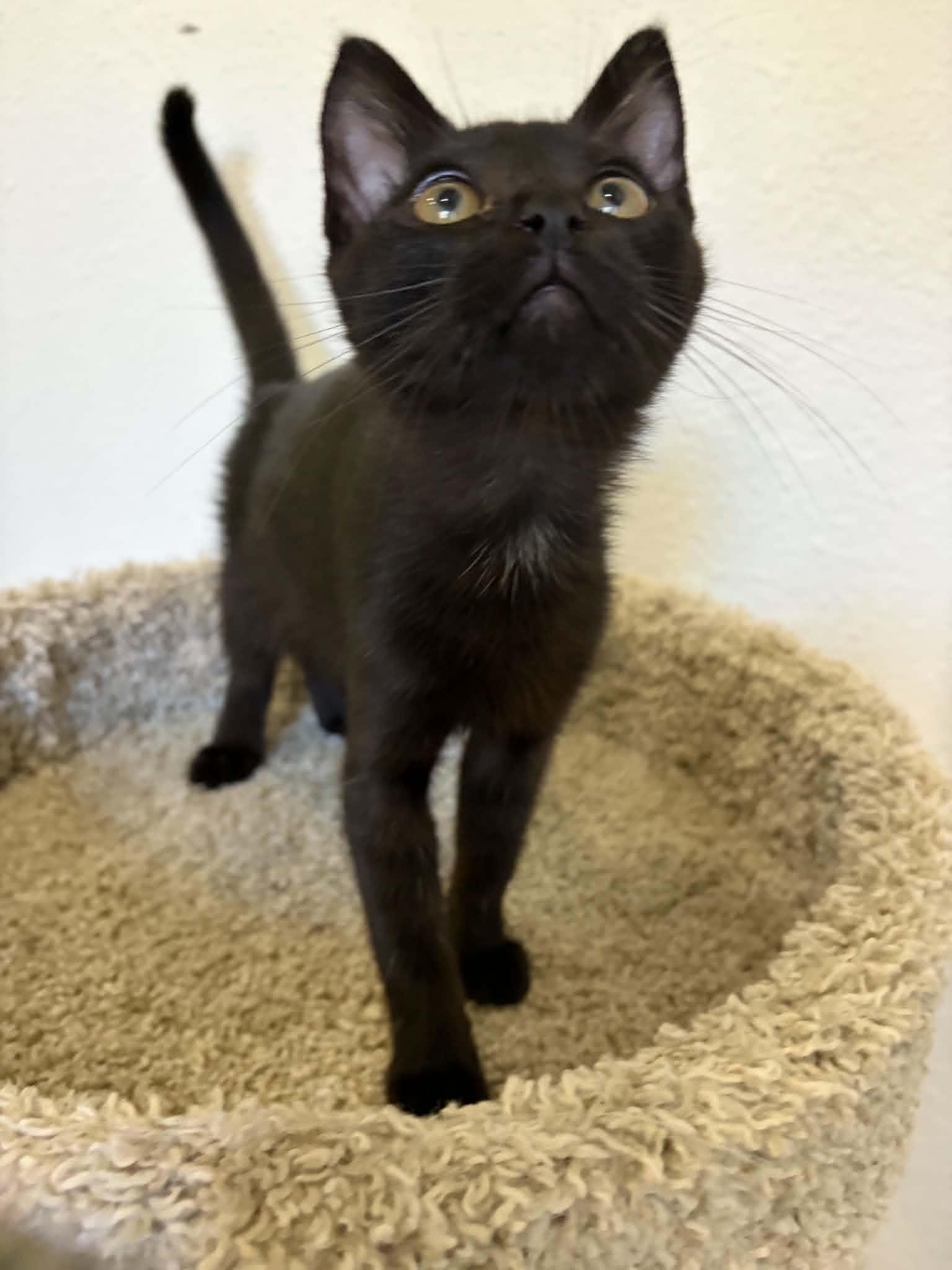 Victoria, a ADOPTABLE mixed breed in Poway, CA image 2/4