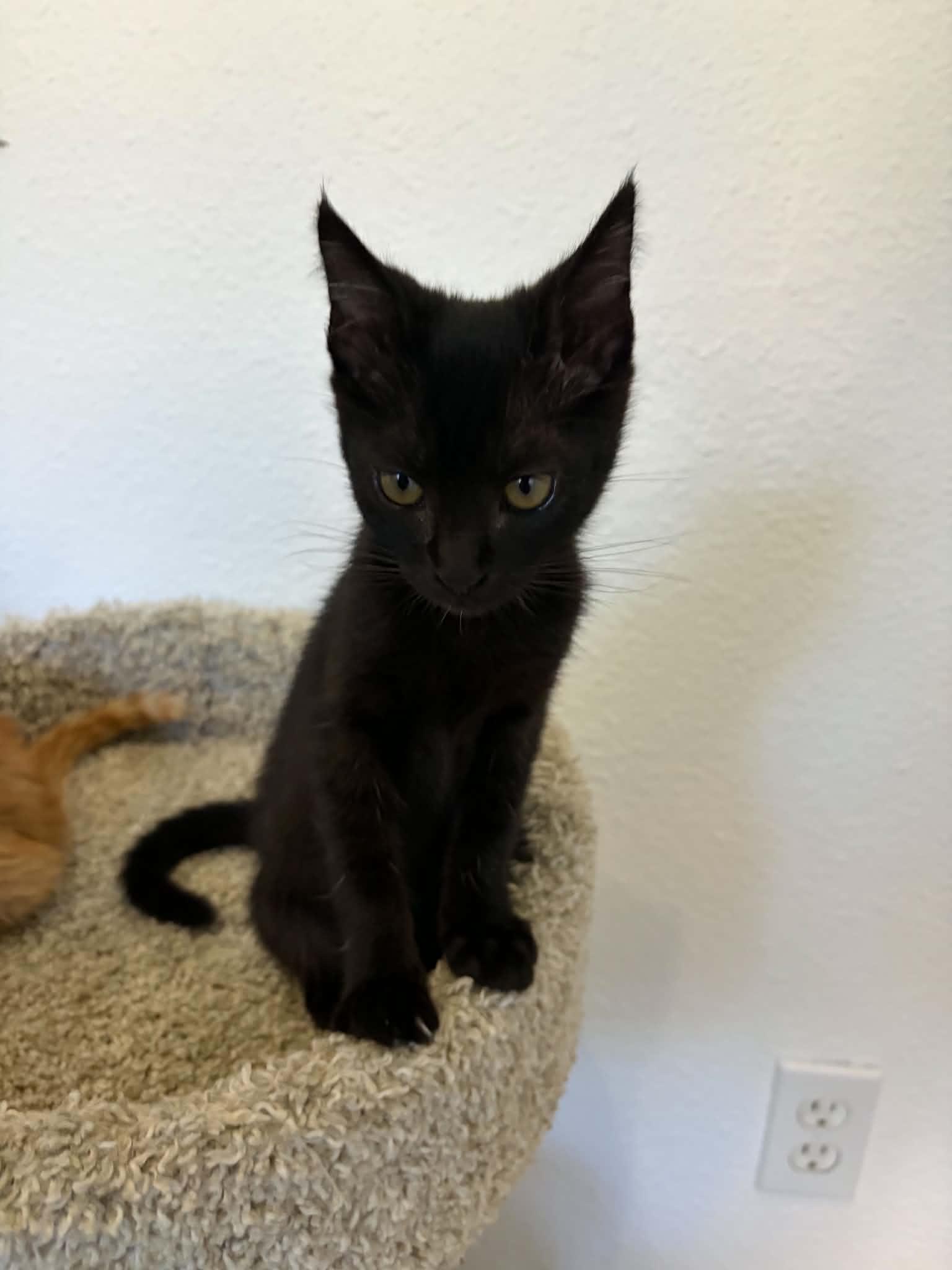 Victoria, a ADOPTABLE mixed breed in Poway, CA image 4/4