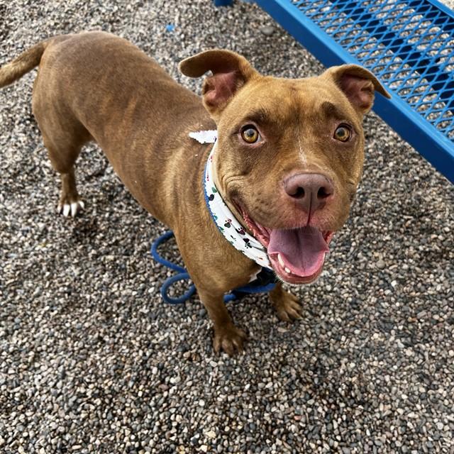 NALA, Adoptable, Adult Female Pit Bull Terrier.