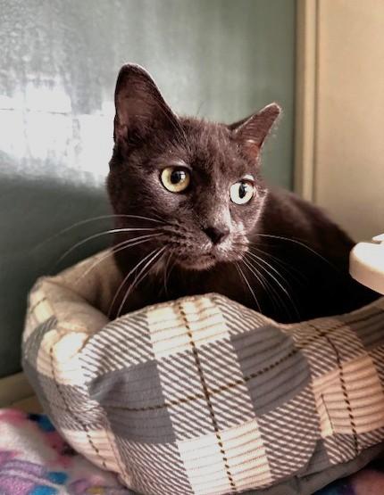 Enlarge Yenni, a ADOPTABLE Domestic Short Hair in Hutchinson, MN image 3/4