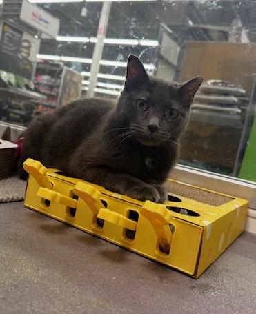 Enlarge Yenni, a ADOPTABLE Domestic Short Hair in Hutchinson, MN image 6/6