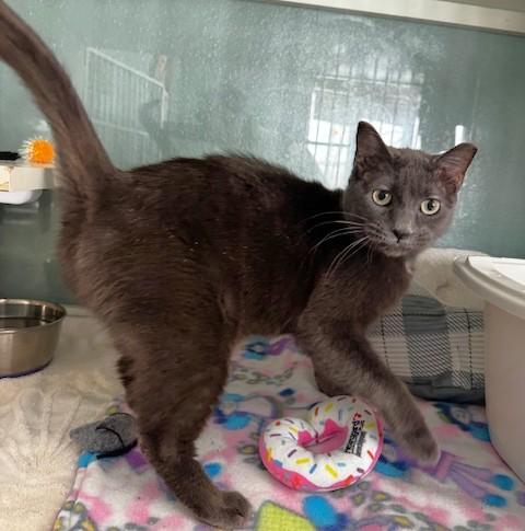 Enlarge Yenni, a ADOPTABLE Domestic Short Hair in Hutchinson, MN image 4/4