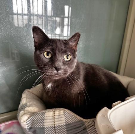 Yenni, ADOPTABLE, Adult Female Domestic Short Hair.