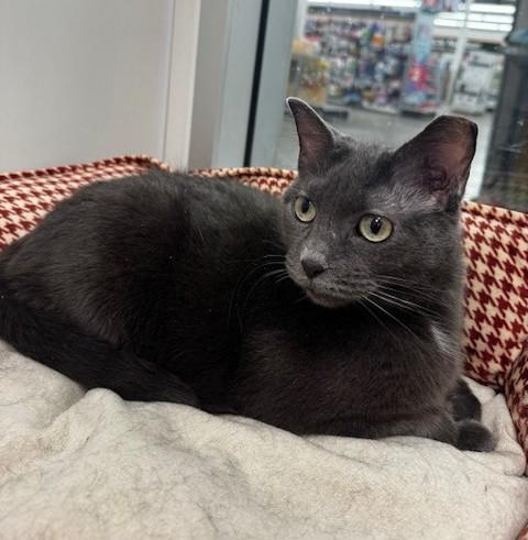 Enlarge Yenni, a ADOPTABLE Domestic Short Hair in Hutchinson, MN image 1/5