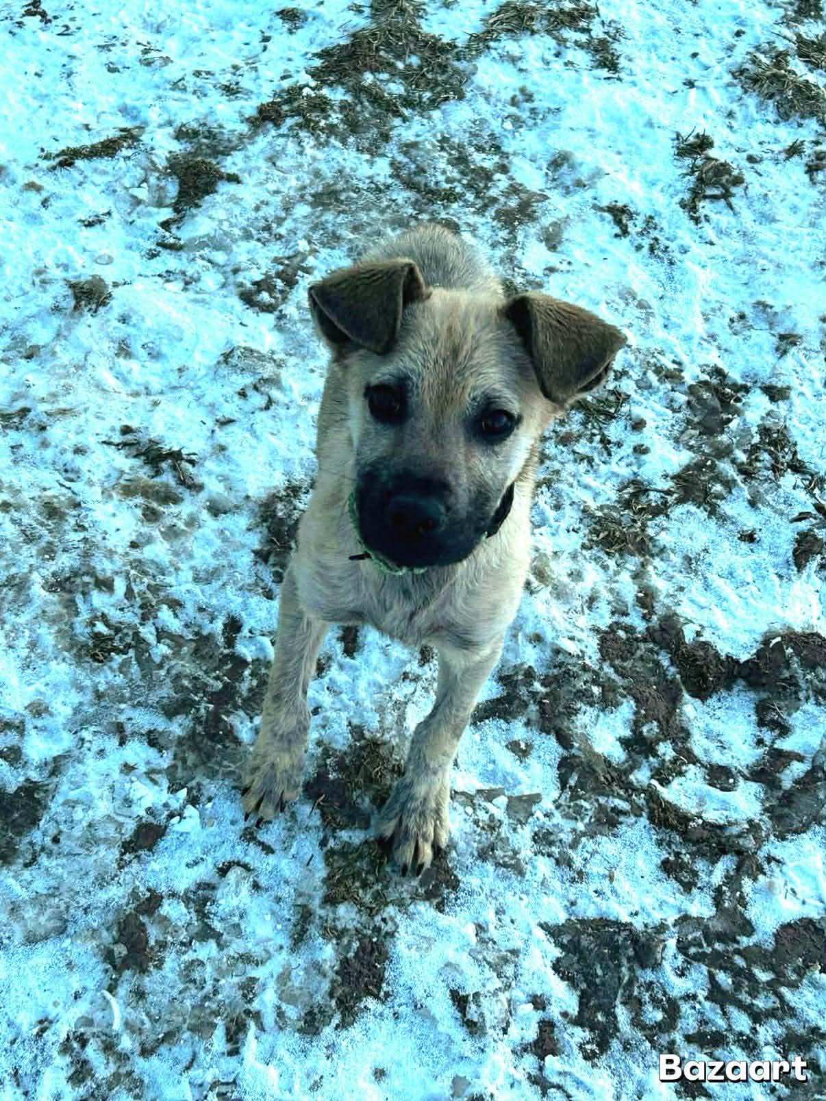 Enlarge Brady, an adopted mixed breed in Brunswick, OH image 2/5