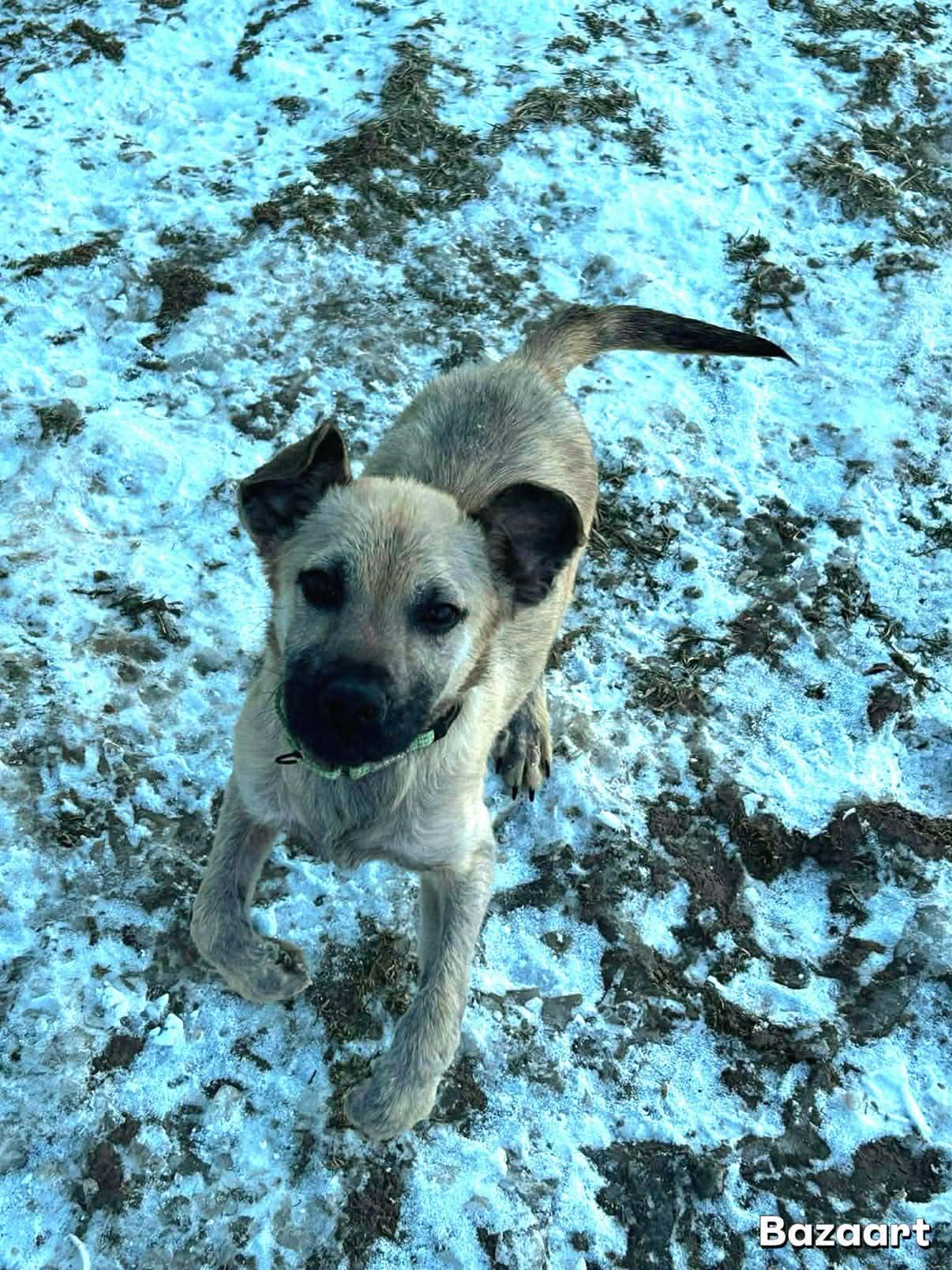 Enlarge Brady, an adopted mixed breed in Brunswick, OH image 3/5