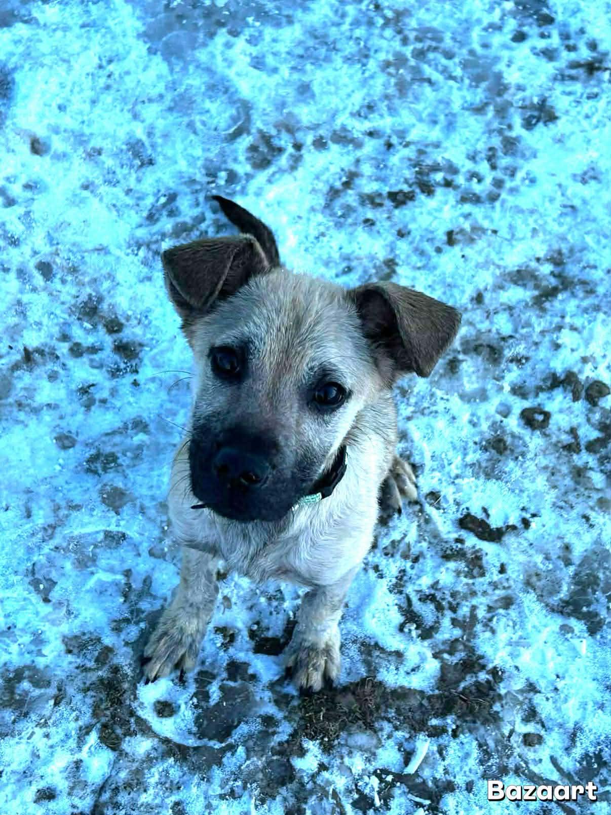 Enlarge Brady, an adopted mixed breed in Brunswick, OH image 1/5