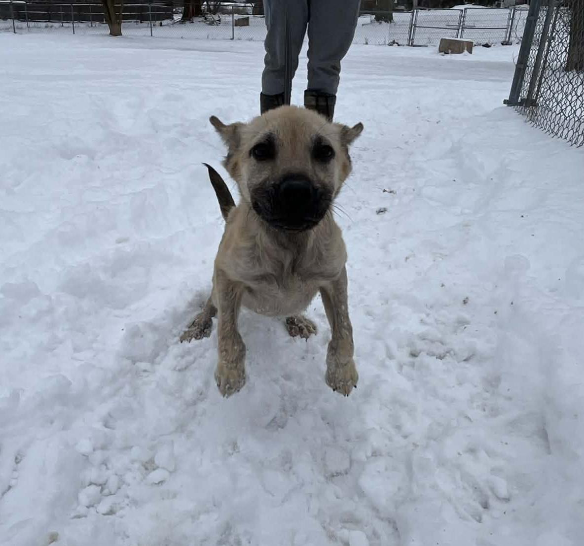 Enlarge Brady, an adopted mixed breed in Brunswick, OH image 5/5