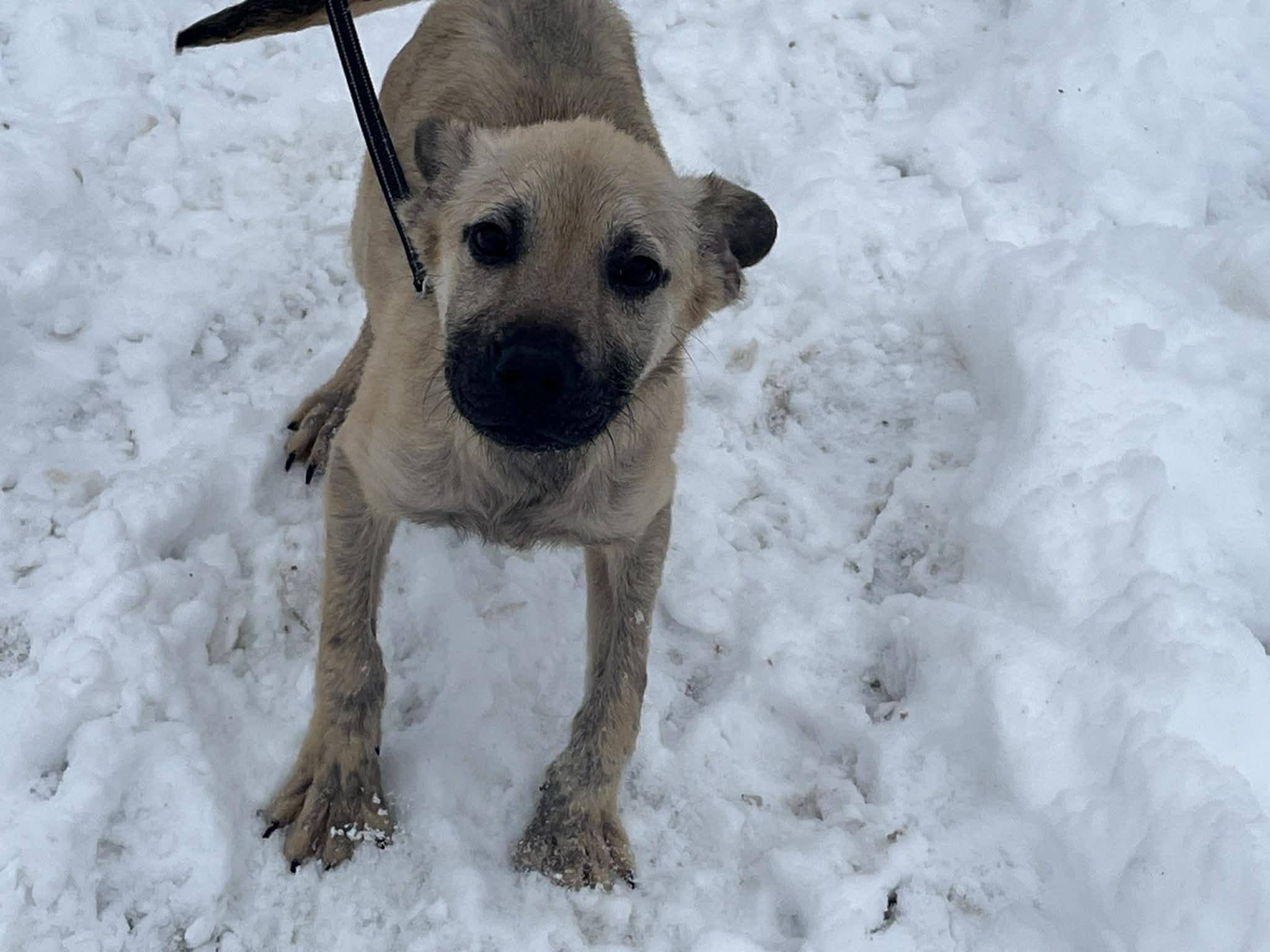 Enlarge Brady, an adopted mixed breed in Brunswick, OH image 4/5