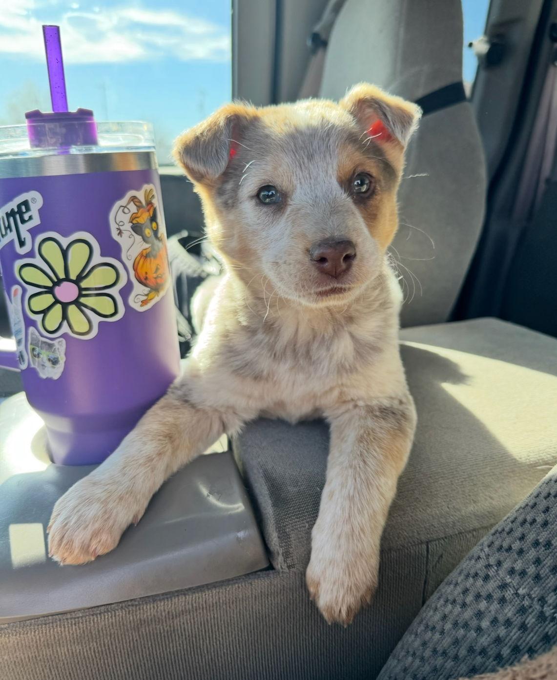 Enlarge Sundae - ADOPTION IN PROCESS, a Adoptable mixed breed in Grafton, WI image 1/3