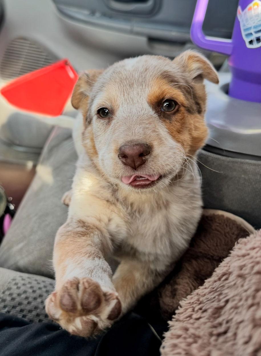 Enlarge Sundae - ADOPTION IN PROCESS, a Adoptable mixed breed in Grafton, WI image 2/3