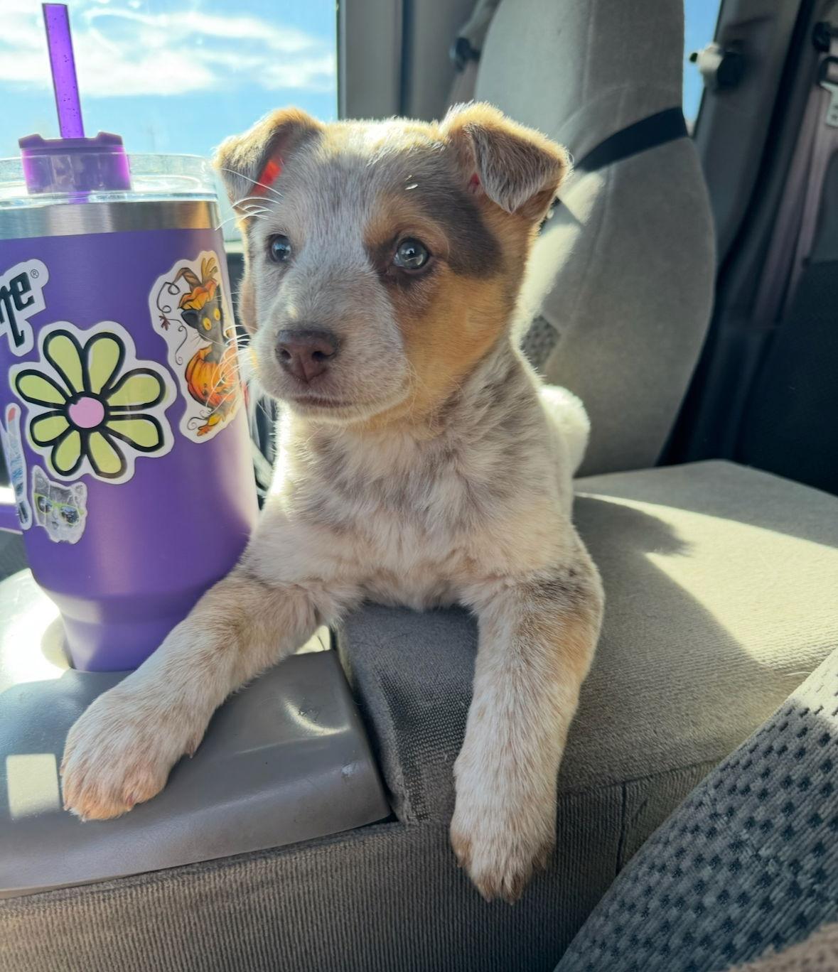 Enlarge Sundae - ADOPTION IN PROCESS, a Adoptable mixed breed in Grafton, WI image 3/3