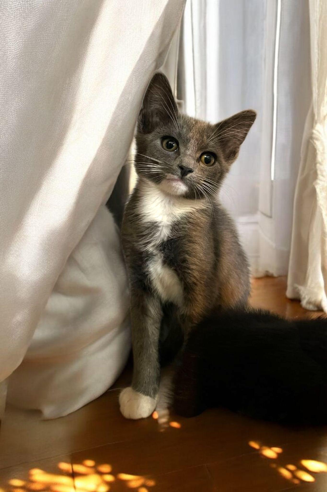 Enlarge Bella, a Adoptable mixed breed in Hawthorne, CA image 1/1