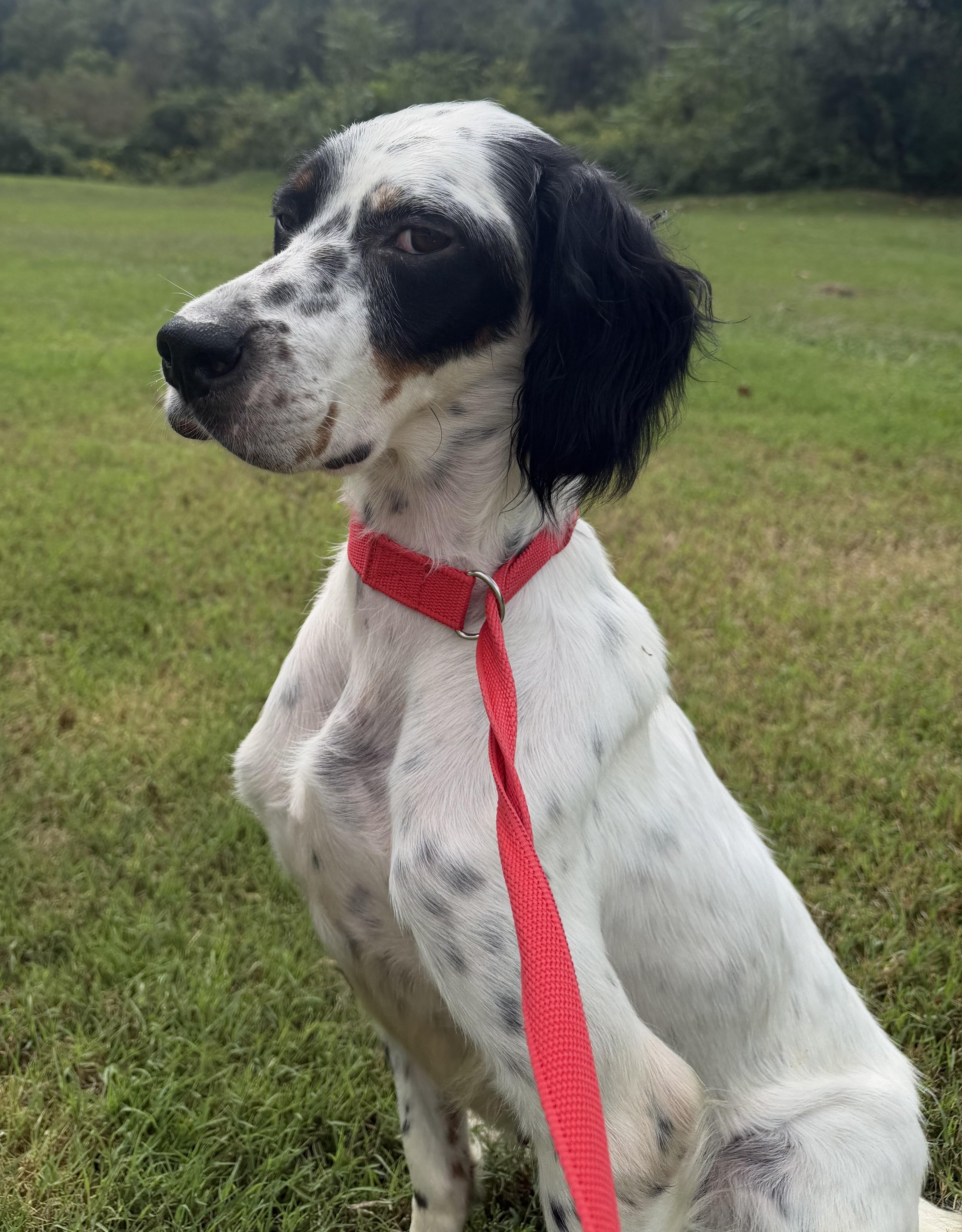 Enlarge Beverley- URGENT, a Adoptable English Setter in Wood Dale, IL image 3/4