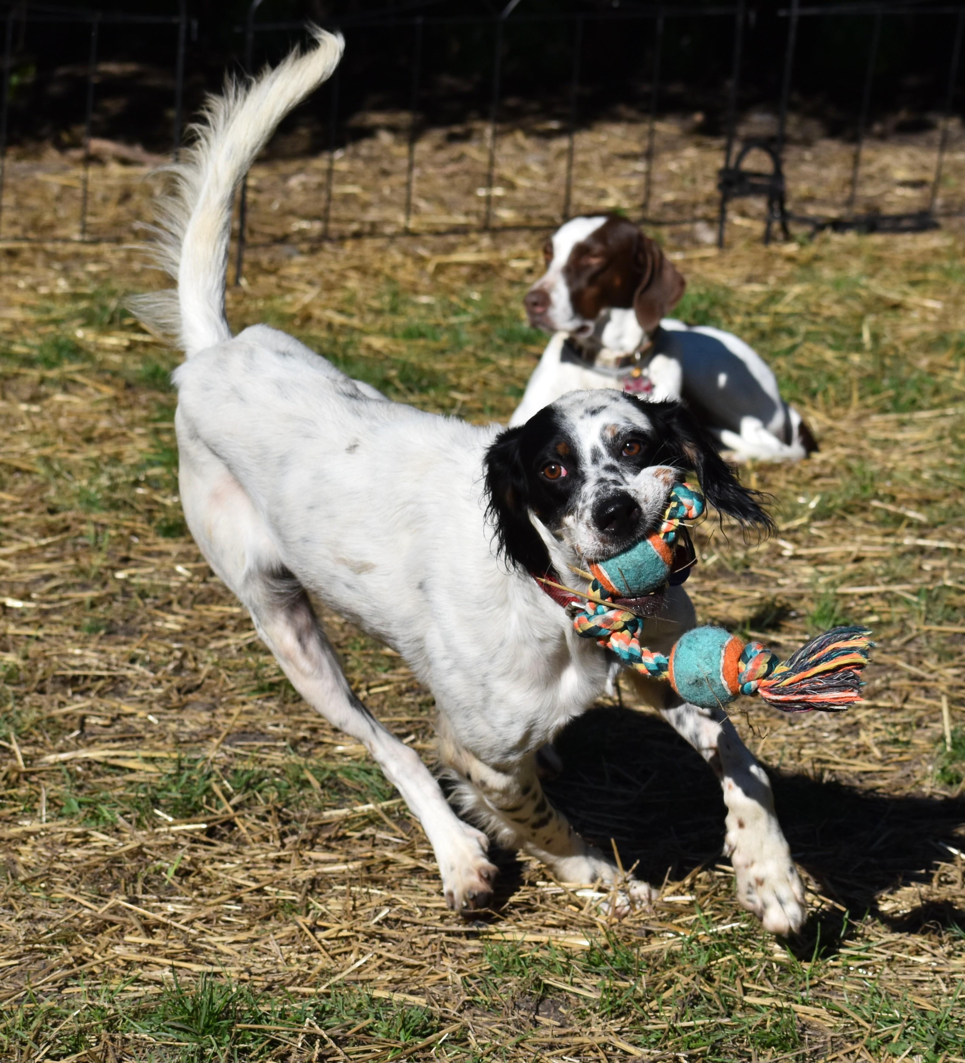 Enlarge Beverley- Foster to Adopt, a Adoptable English Setter in Wood Dale, IL image 4/6