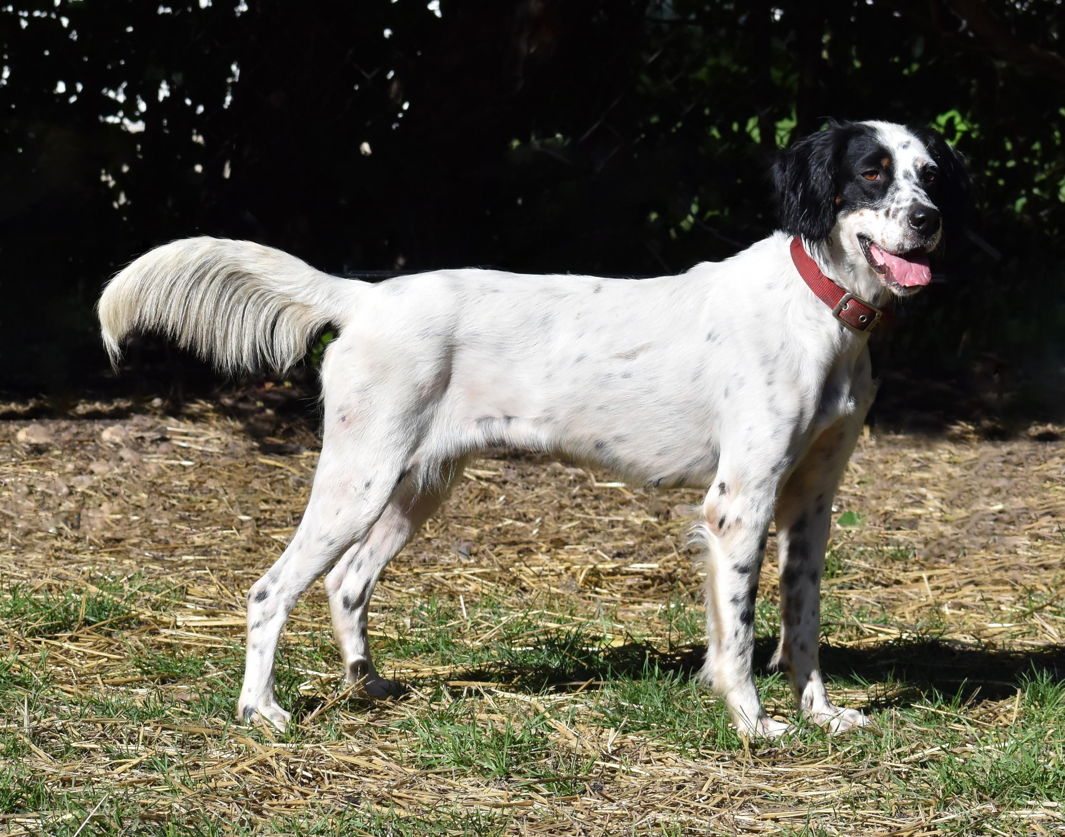 Enlarge Beverley- Foster to Adopt, a Adoptable English Setter in Wood Dale, IL image 3/6