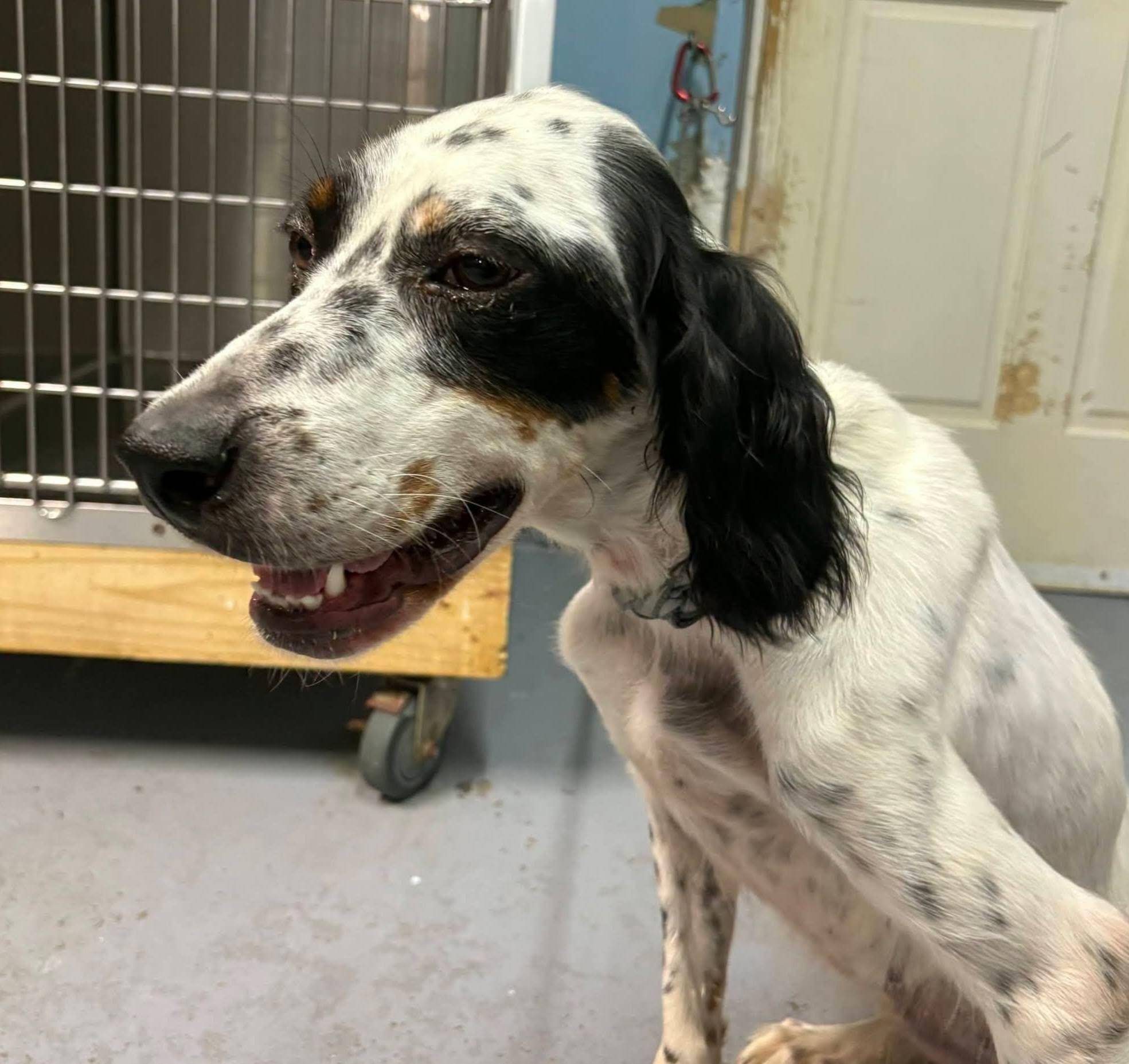Enlarge Beverley- URGENT, a Adoptable English Setter in Wood Dale, IL image 4/4