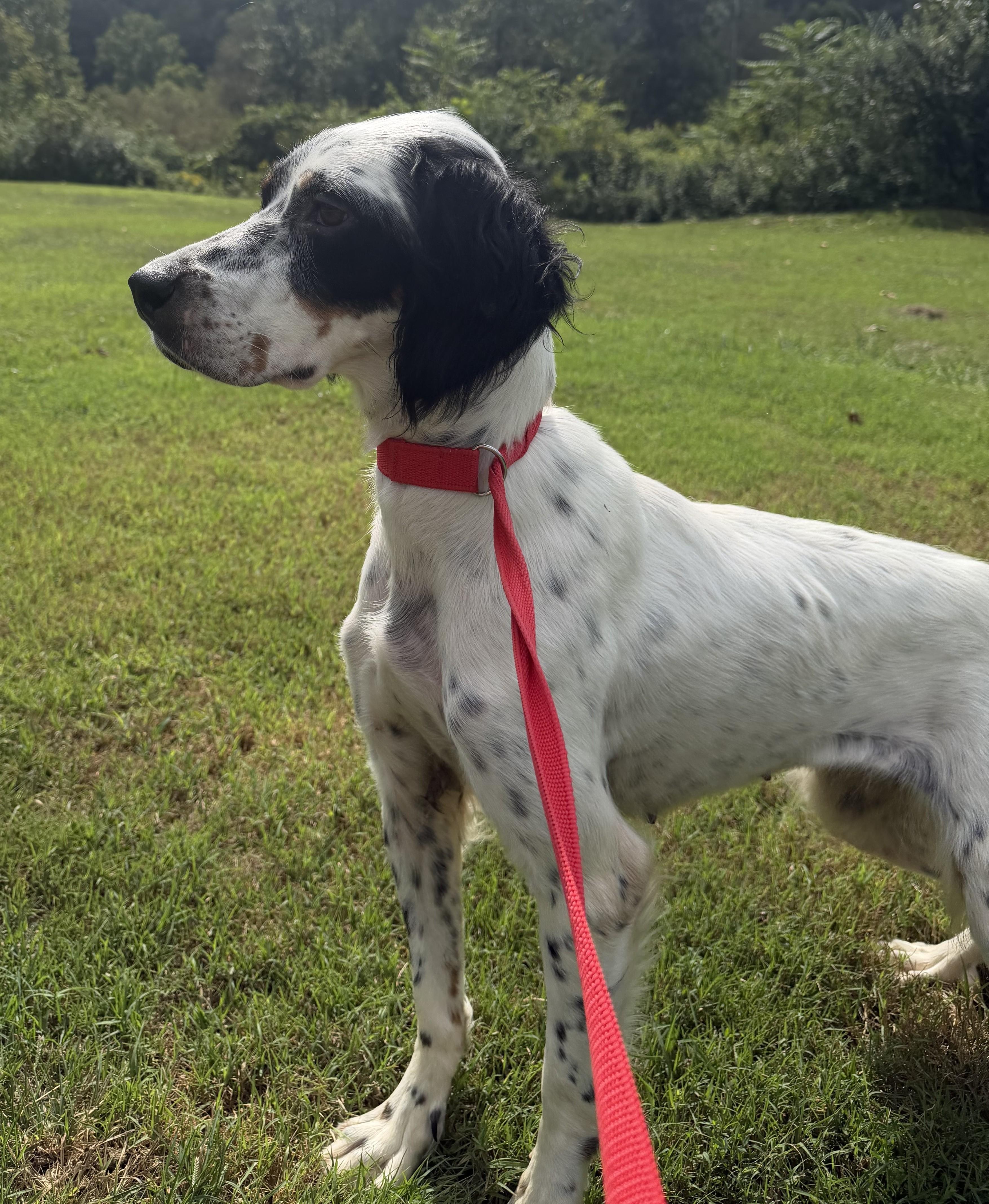 Enlarge Beverley- URGENT, a Adoptable English Setter in Wood Dale, IL image 2/4