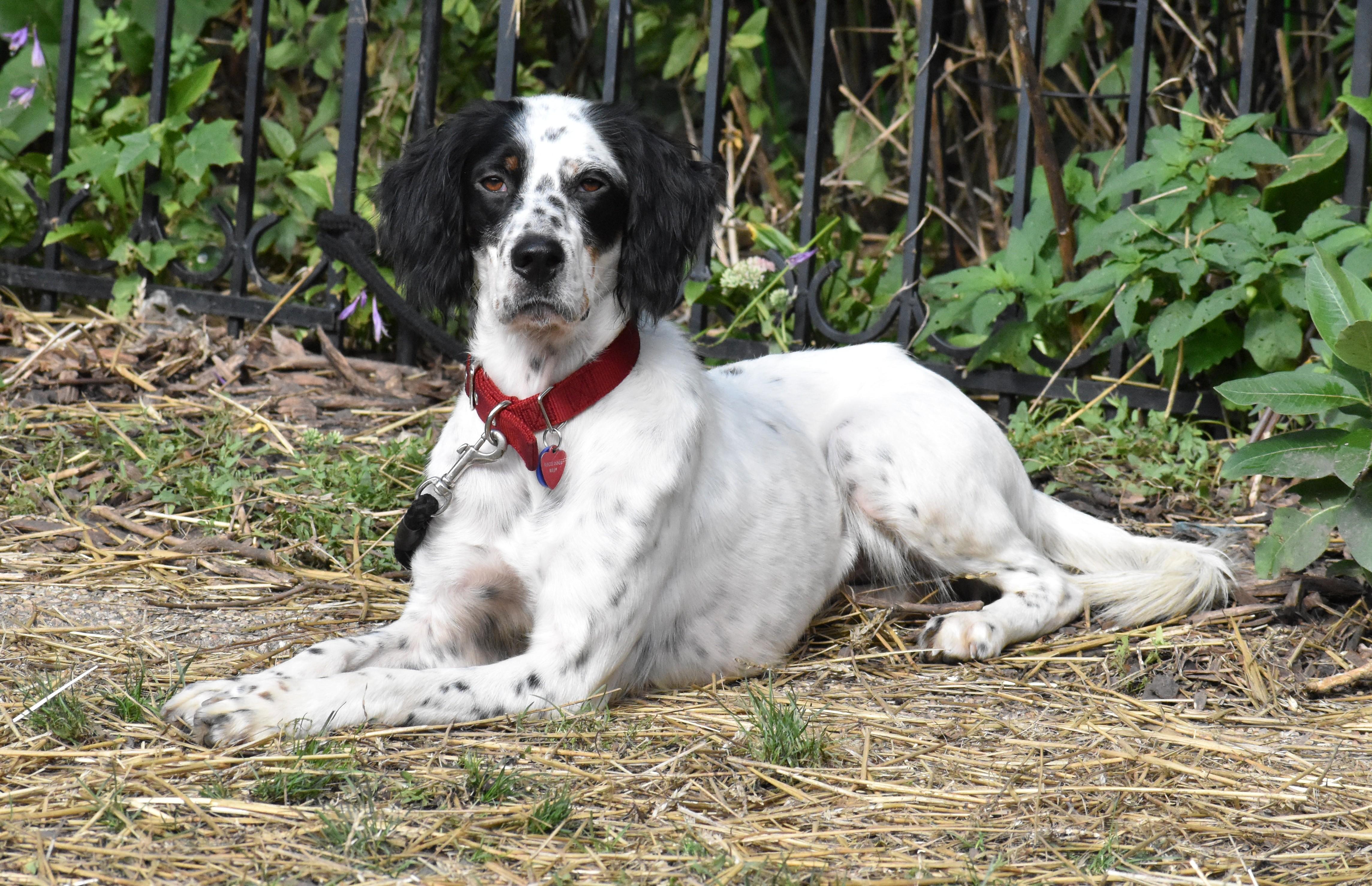 Enlarge Beverley- Foster to Adopt, a Adoptable English Setter in Wood Dale, IL image 5/6
