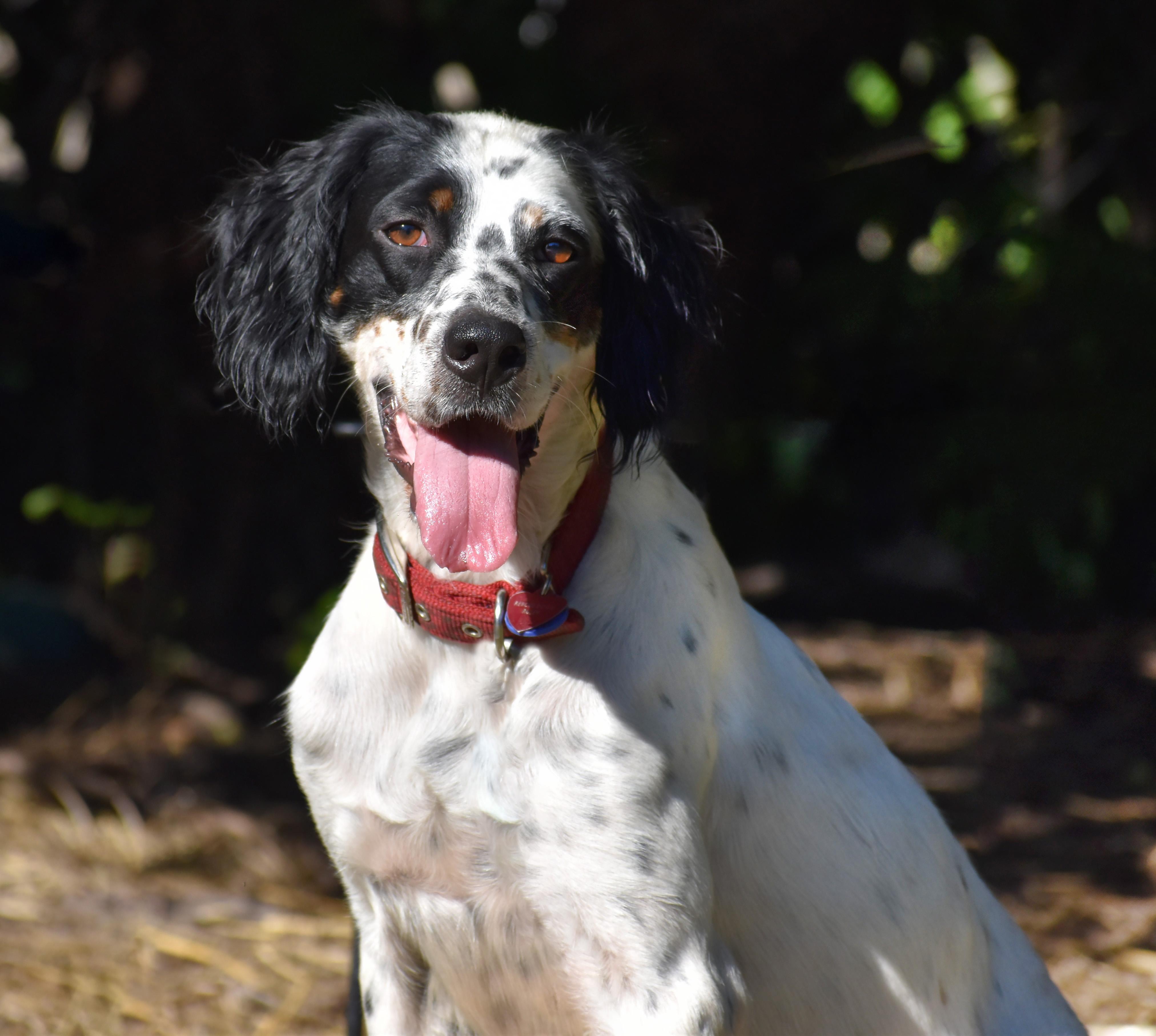 Enlarge Beverley- Foster to Adopt, a Adoptable English Setter in Wood Dale, IL image 2/6