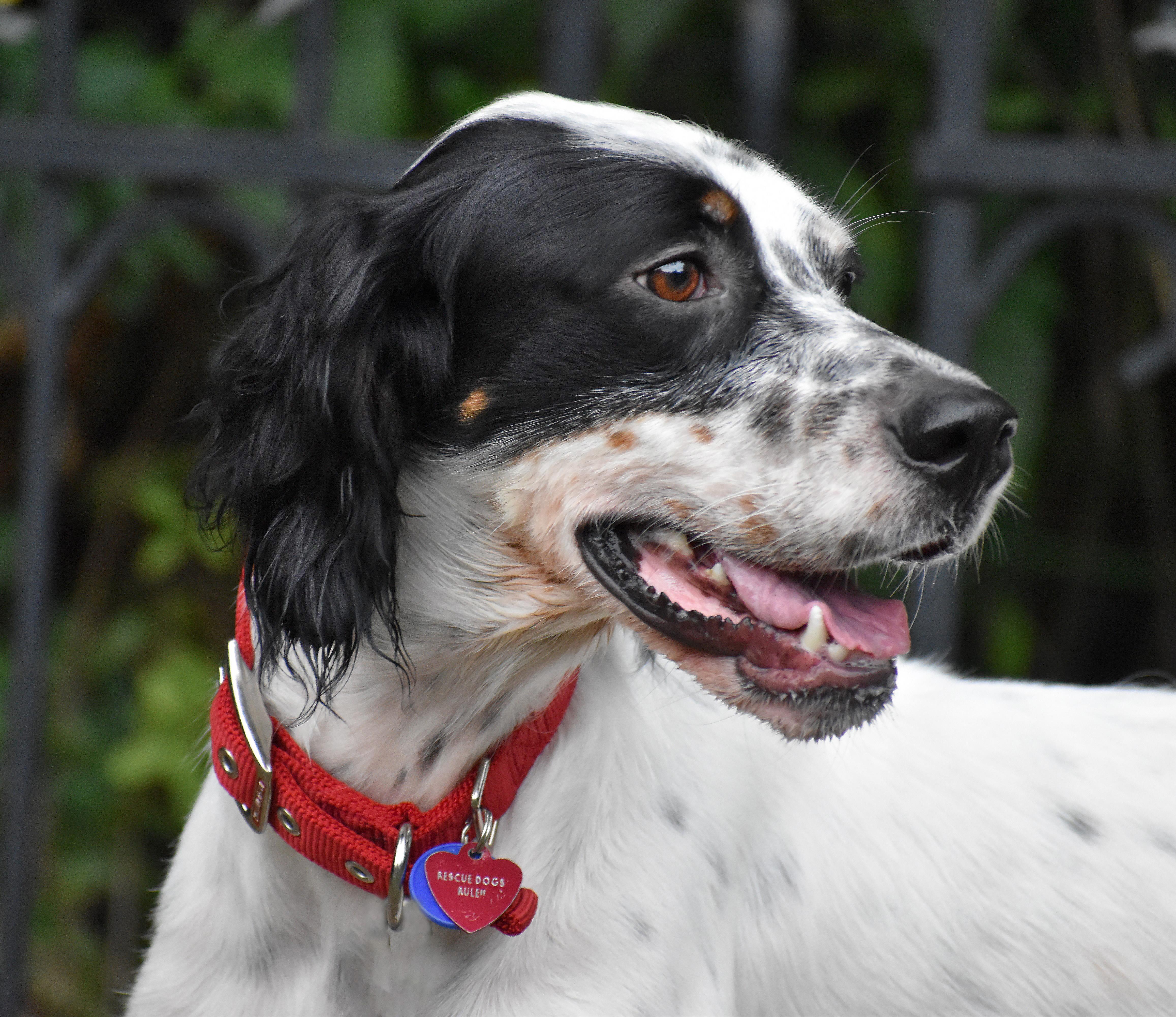 Enlarge Beverley- Foster to Adopt, a Adoptable English Setter in Wood Dale, IL image 6/6