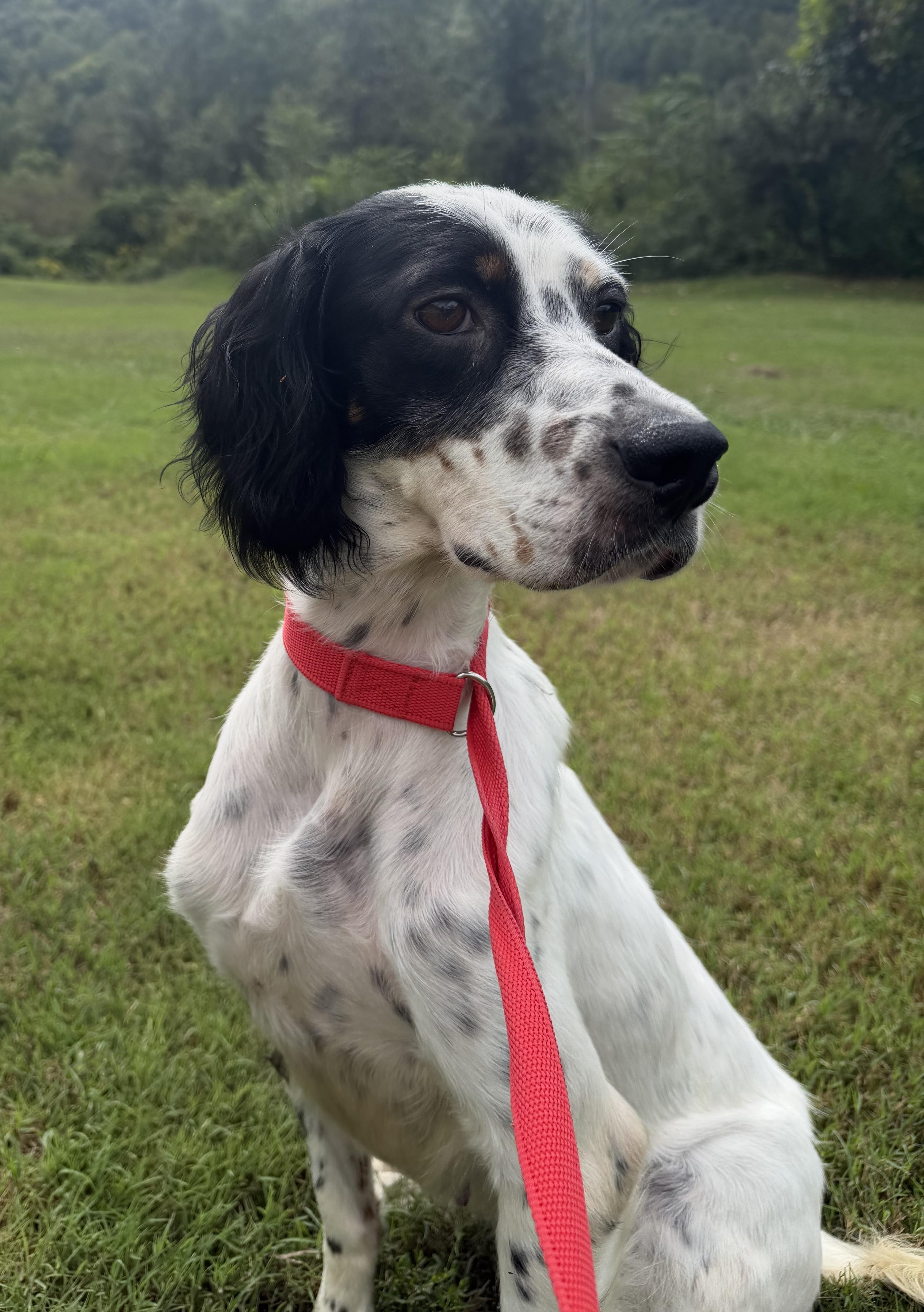 Beverley- URGENT, Adoptable, Adult Female English Setter.