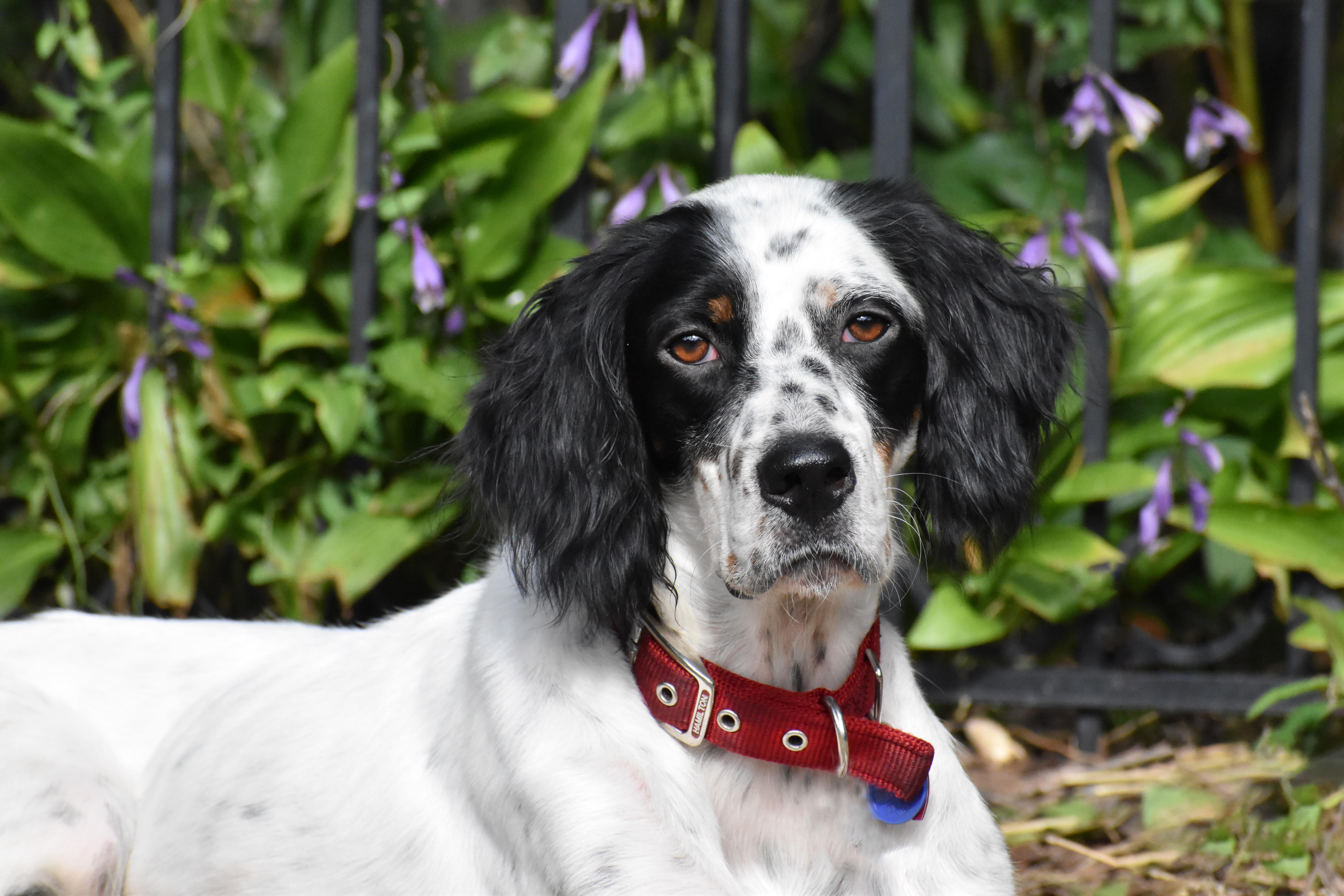 Beverley- Foster to Adopt, Adoptable, Adult Female English Setter.