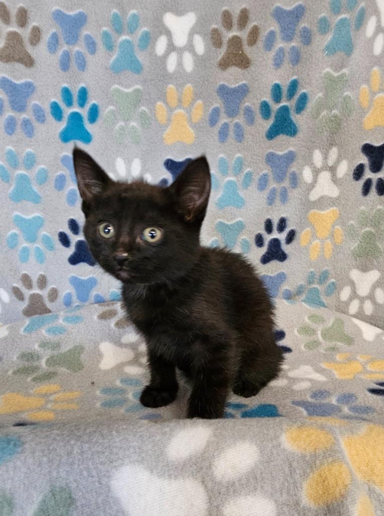 Jessie, Adoptable, Kitten Female Domestic Short Hair.