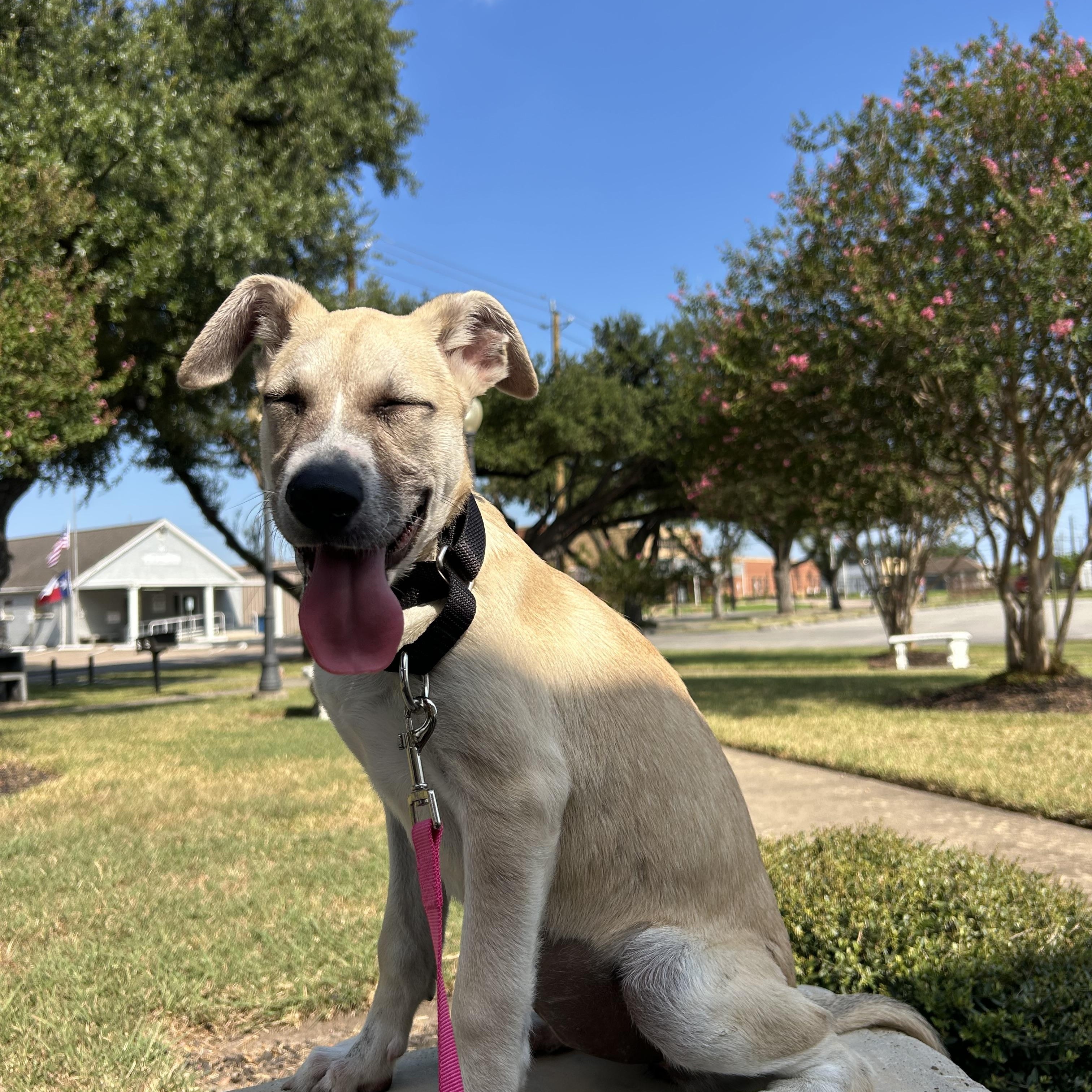 Enlarge Rory, a Adoptable mixed breed in Missoula, MT image 2/6