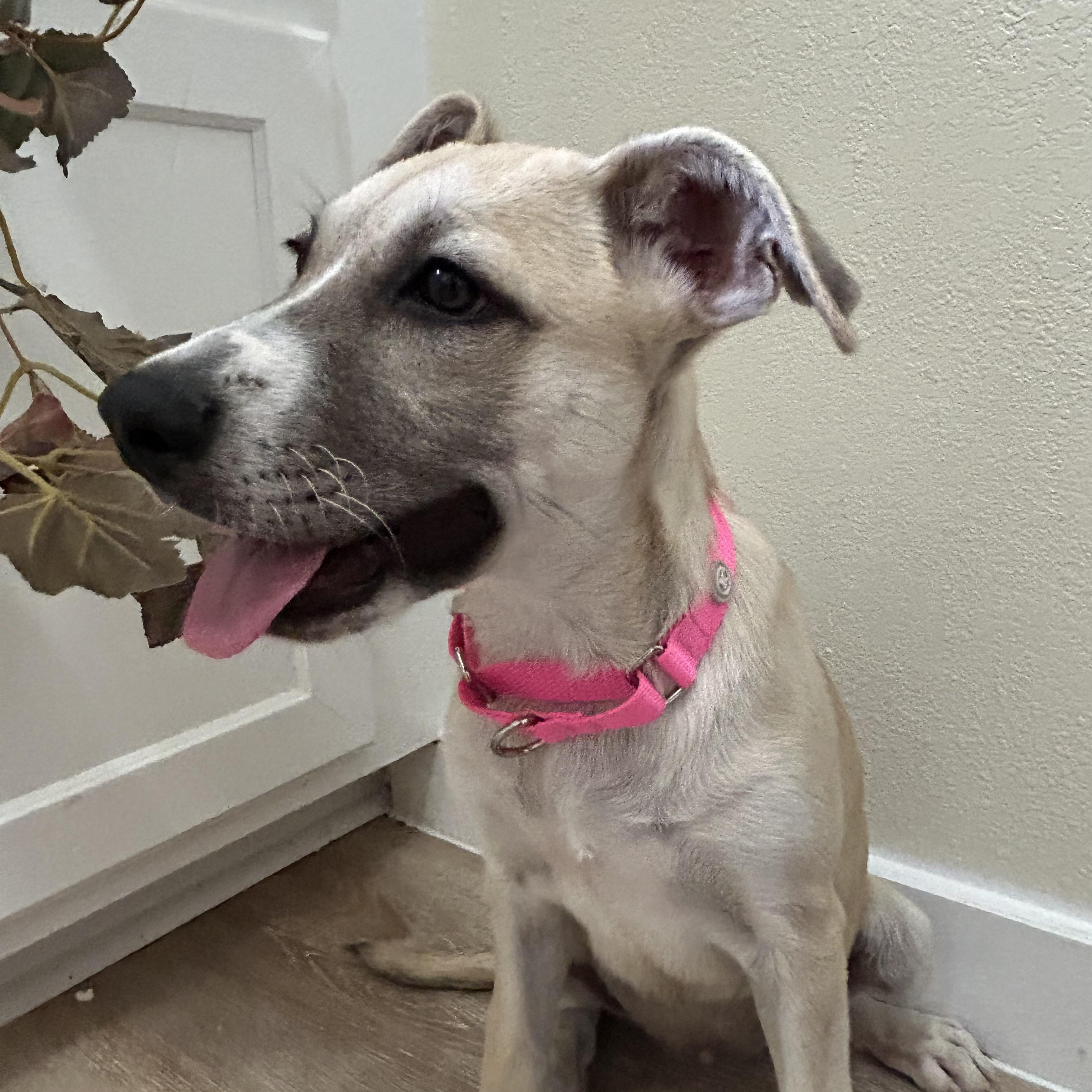 Enlarge Rory, a Adoptable mixed breed in Missoula, MT image 5/6