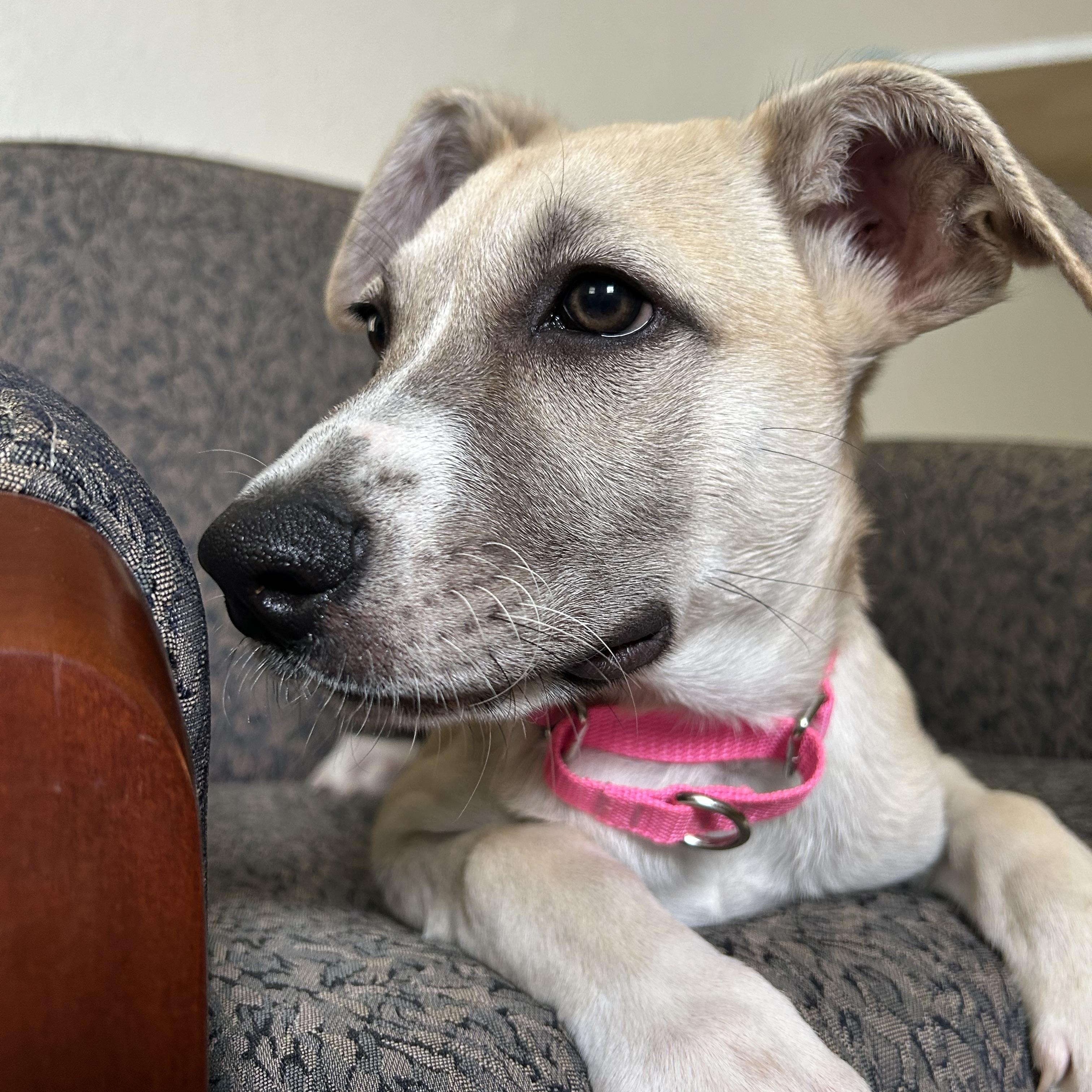 Rory, Adoptable, Puppy Female German Shepherd Dog.