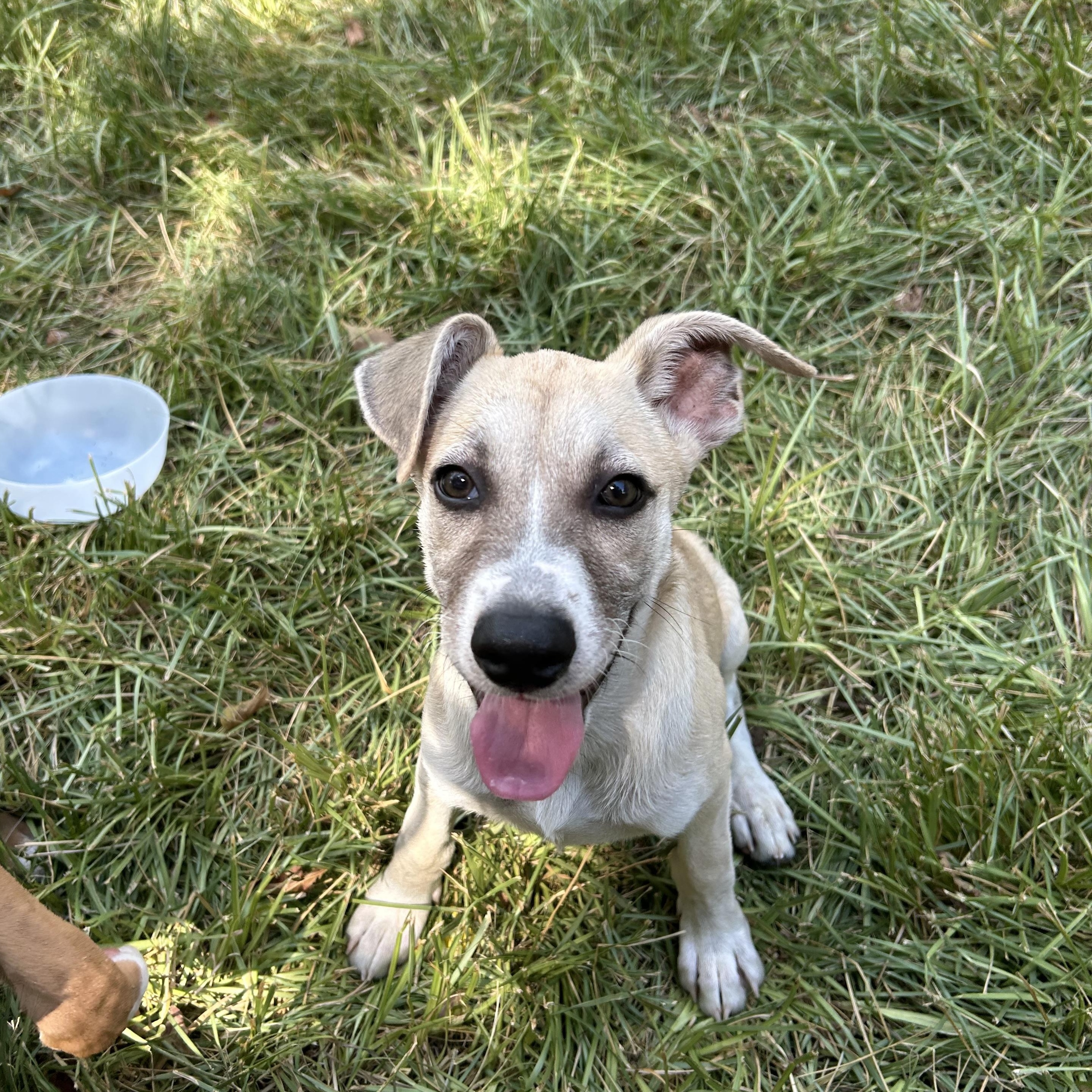 Enlarge Rory, a Adoptable mixed breed in Missoula, MT image 6/6