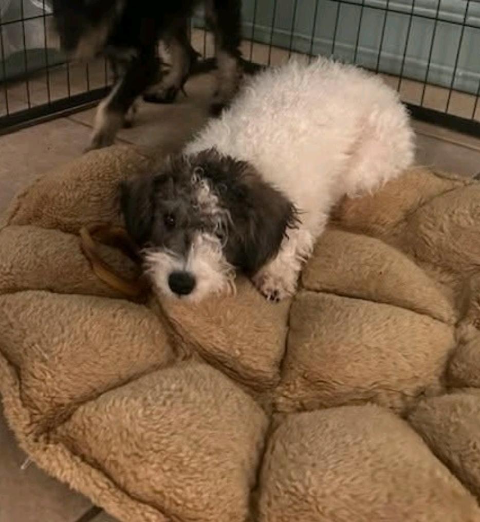 Saint Nick (Mini schnoodle), a ADOPTABLE mixed breed in Hamburg, NY image 1/3