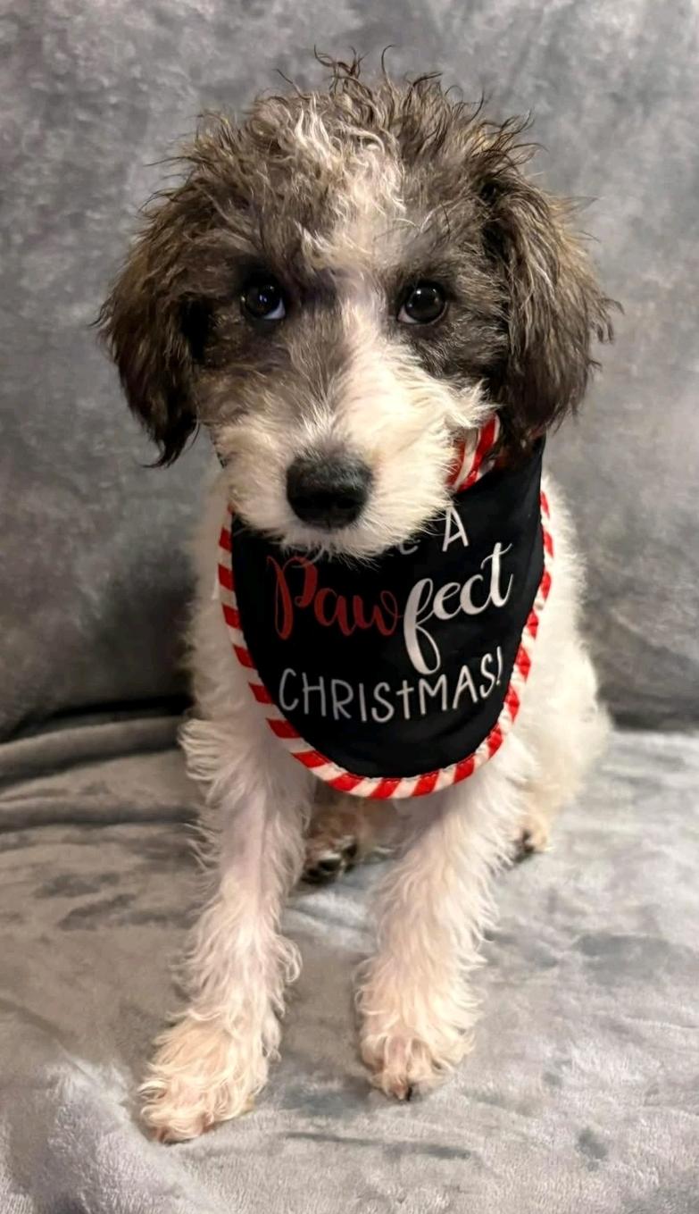 Enlarge Saint Nick (Mini schnoodle), an adopted mixed breed in Hamburg, NY image 5/6