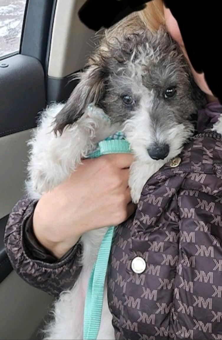 Enlarge Saint Nick (Mini schnoodle), an adopted mixed breed in Hamburg, NY image 4/6