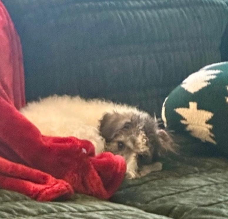 Saint Nick (Mini schnoodle), a ADOPTABLE mixed breed in Hamburg, NY image 2/3