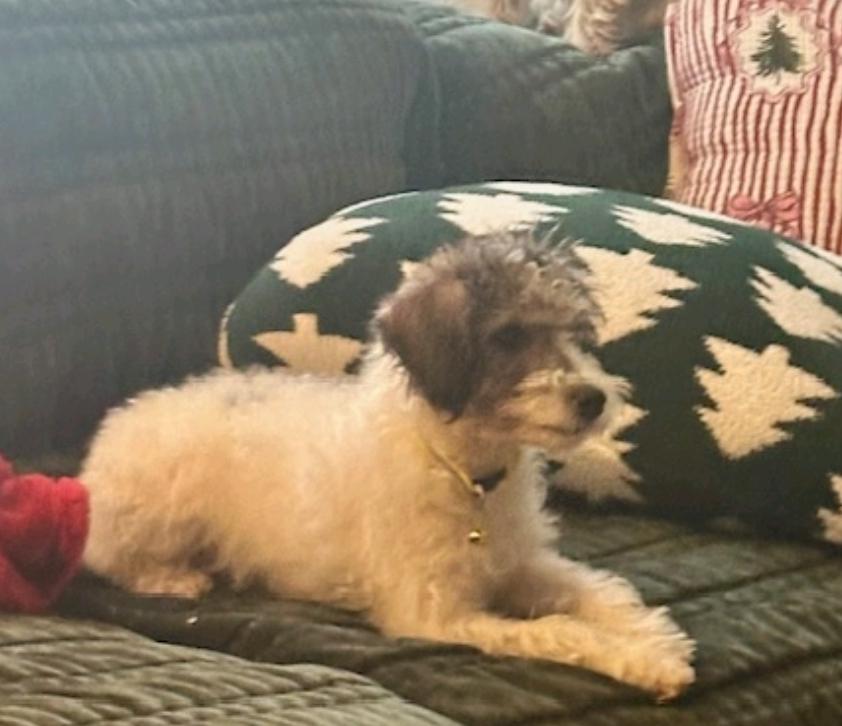 Saint Nick (Mini schnoodle), a ADOPTABLE mixed breed in Hamburg, NY image 3/3