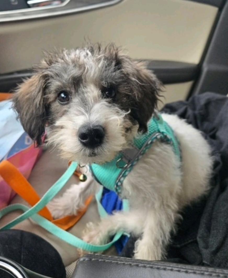Enlarge Saint Nick (Mini schnoodle), an adopted mixed breed in Hamburg, NY image 6/6
