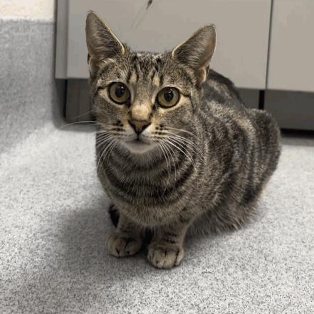 Peach, Adoptable, Adult Female Domestic Short Hair.