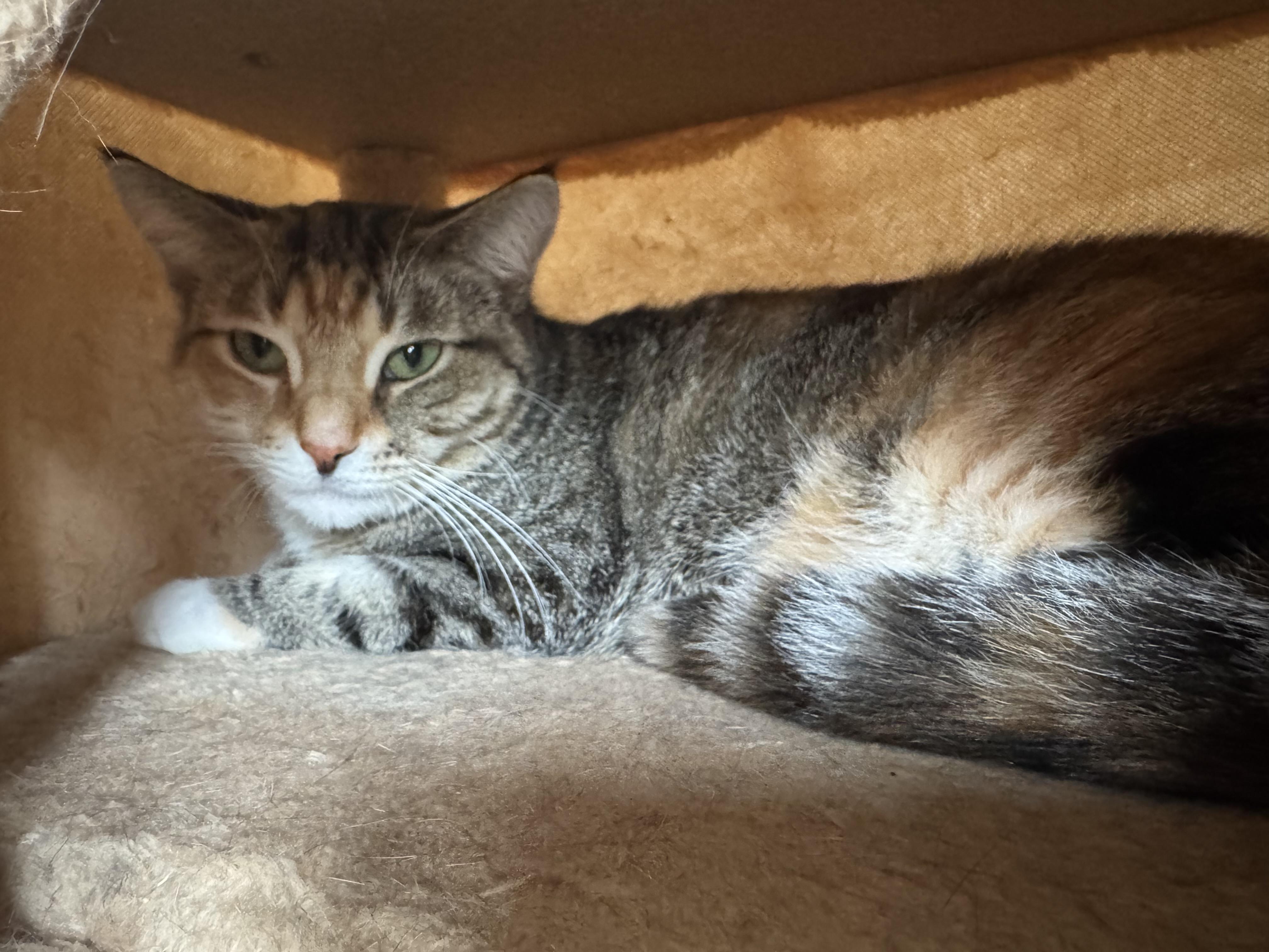 Sassy, an adoptable Domestic Medium Hair in Hendersonville, TN_image-1