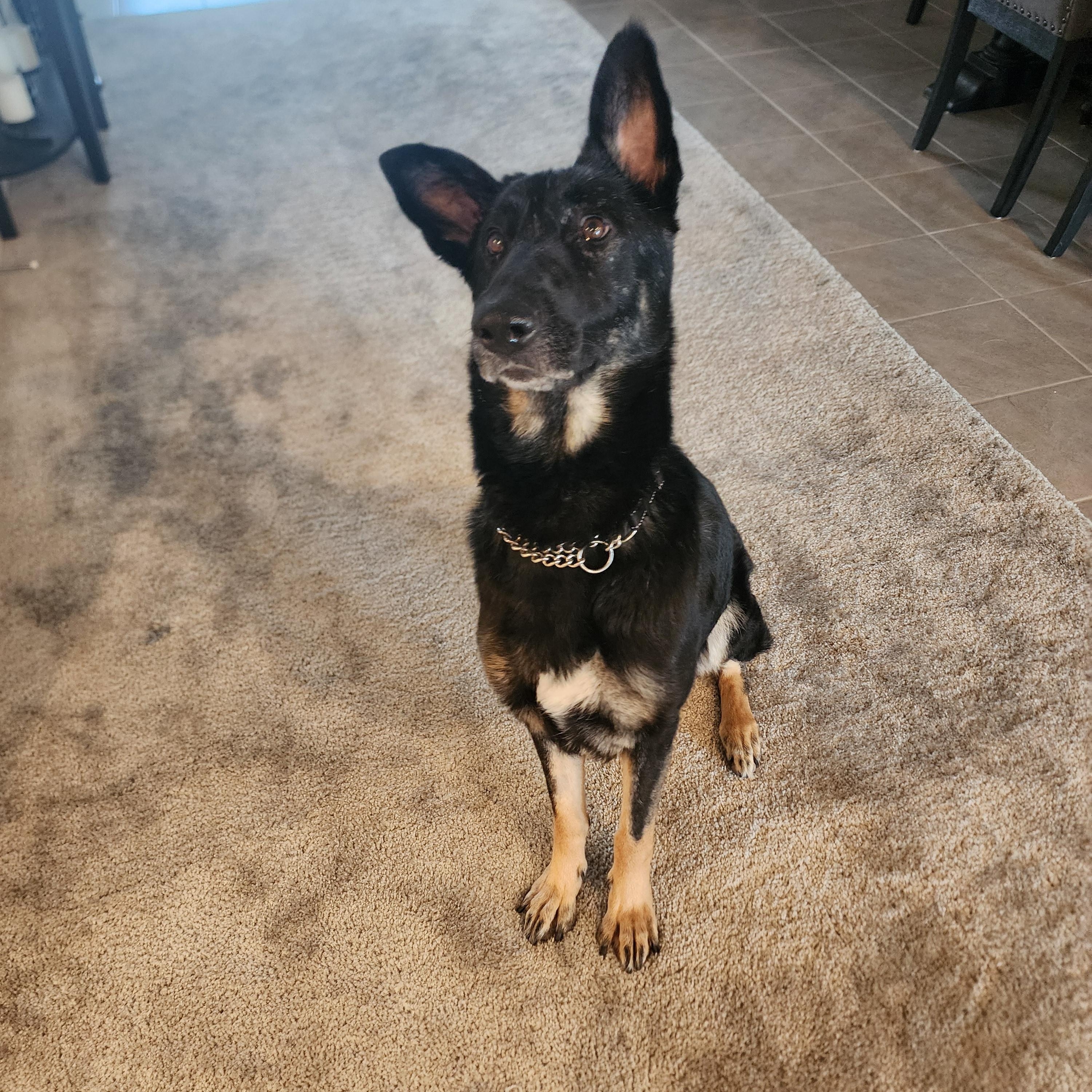 Enlarge Artemis , a ADOPTABLE German Shepherd Dog in Temecula, CA image 4/6