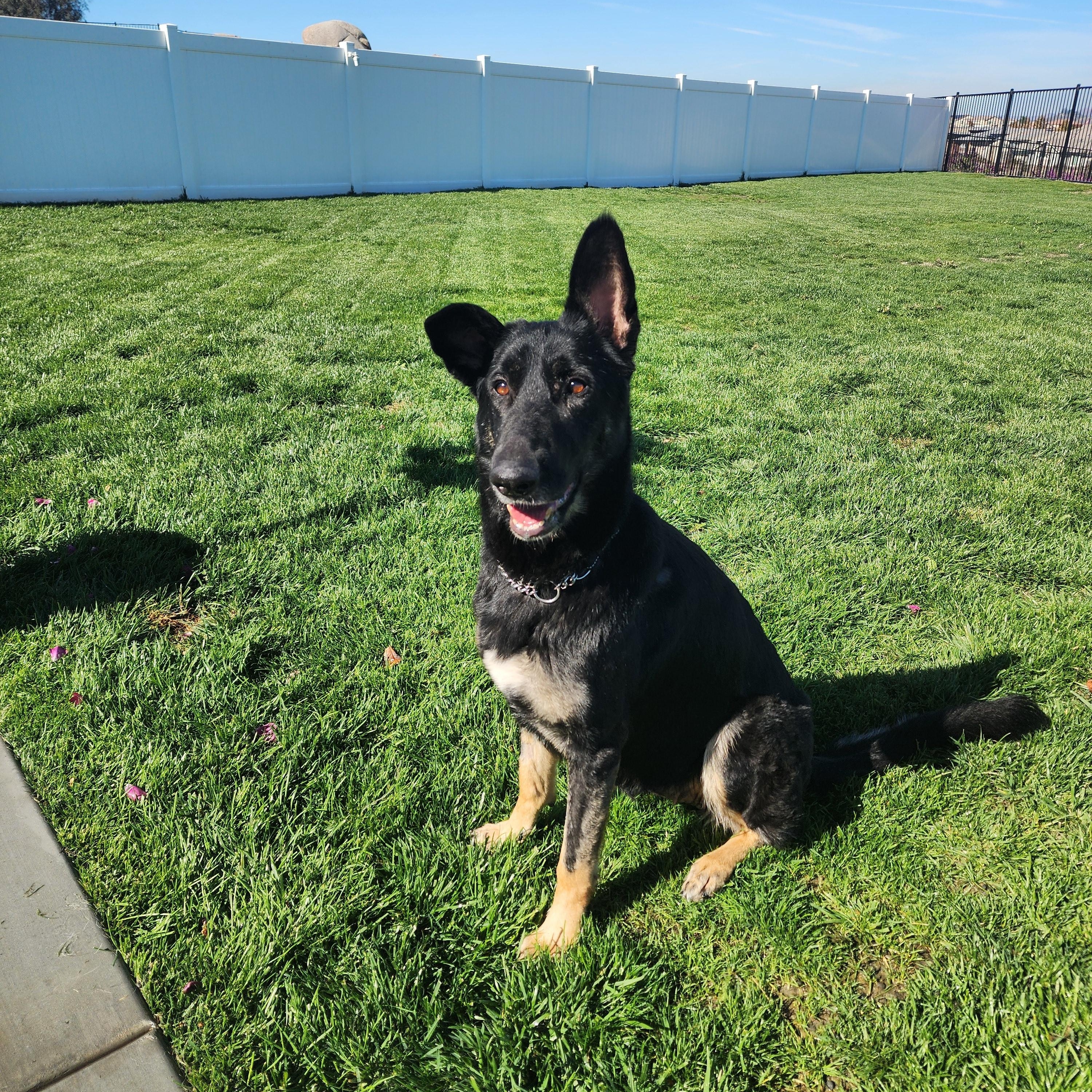 Enlarge Artemis , a ADOPTABLE German Shepherd Dog in Temecula, CA image 3/6