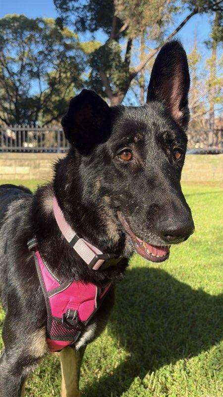 Artemis , ADOPTABLE, Adult Female German Shepherd Dog.