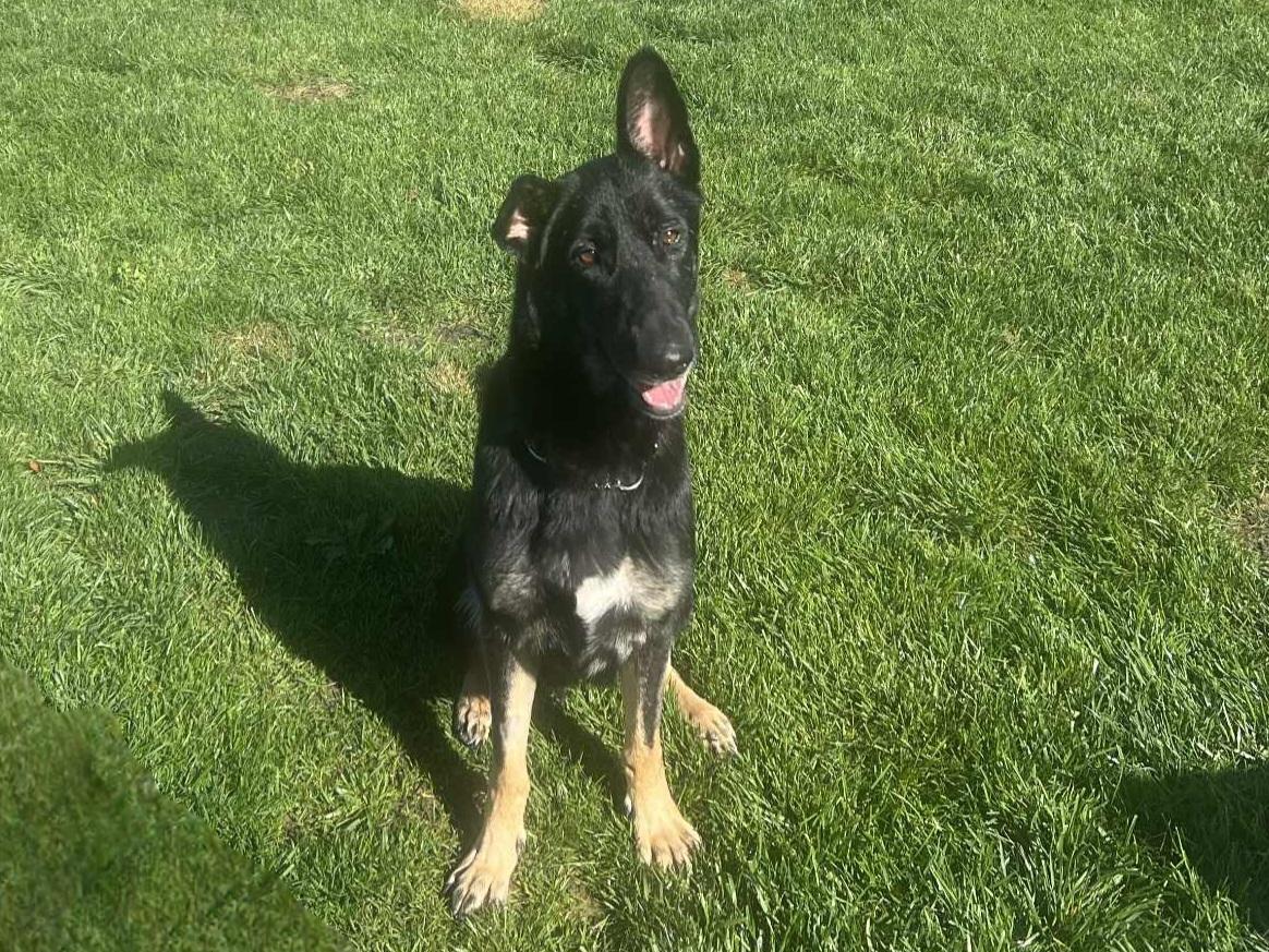 Enlarge Artemis , a ADOPTABLE German Shepherd Dog in Temecula, CA image 2/6