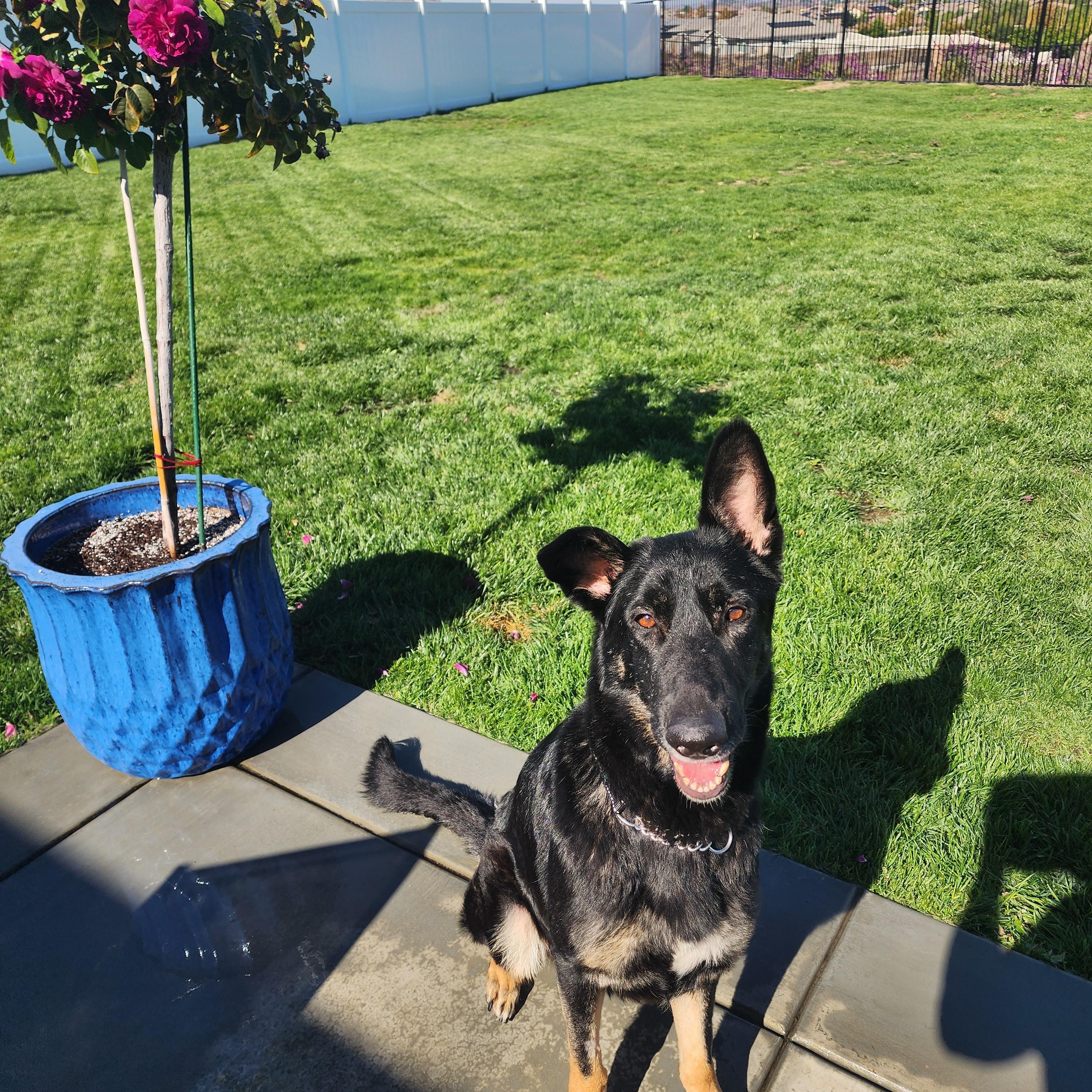Enlarge Artemis , a ADOPTABLE German Shepherd Dog in Temecula, CA image 5/6