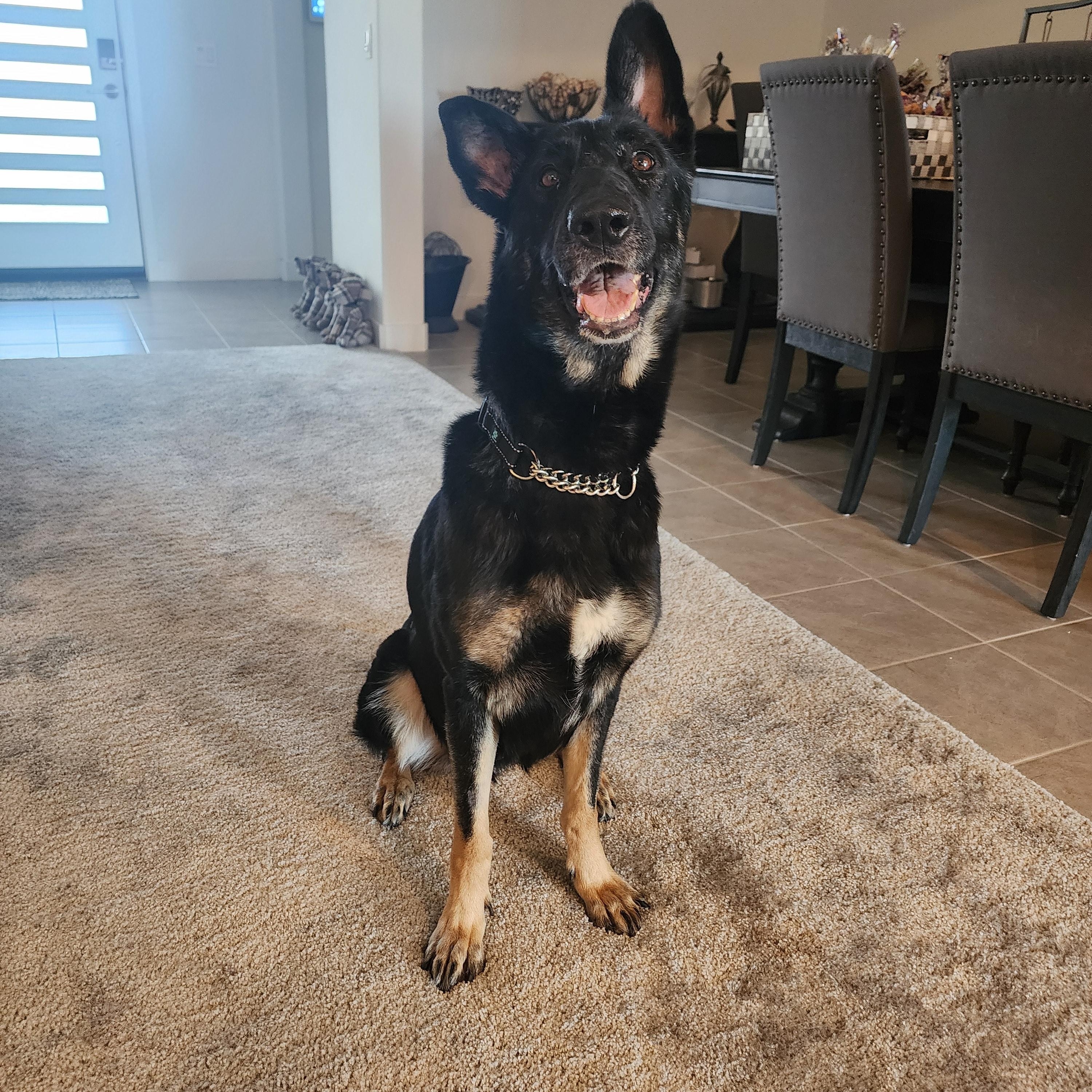 Enlarge Artemis , a ADOPTABLE German Shepherd Dog in Temecula, CA image 6/6