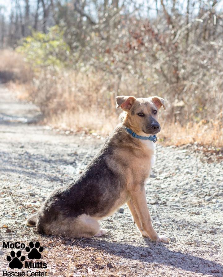 Enlarge Cashmere , a ADOPTABLE mixed breed in Sunbright, TN image 2/2