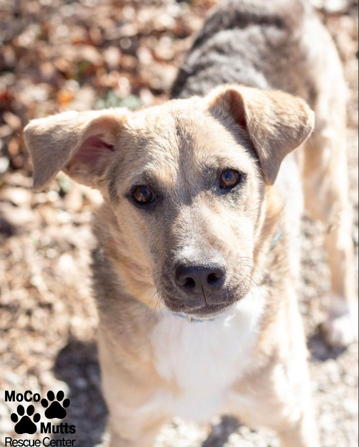 Cashmere , ADOPTABLE, Young Female Shepherd.