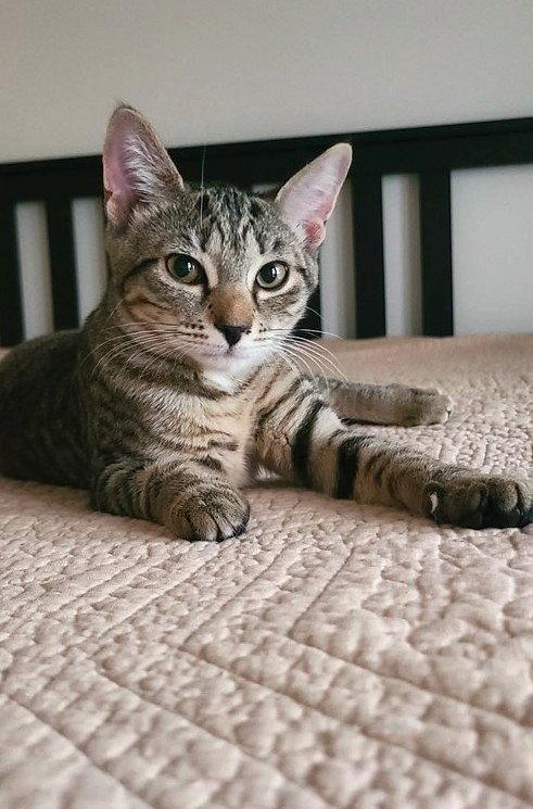 Canvas, Adoptable, Kitten Female Domestic Short Hair.